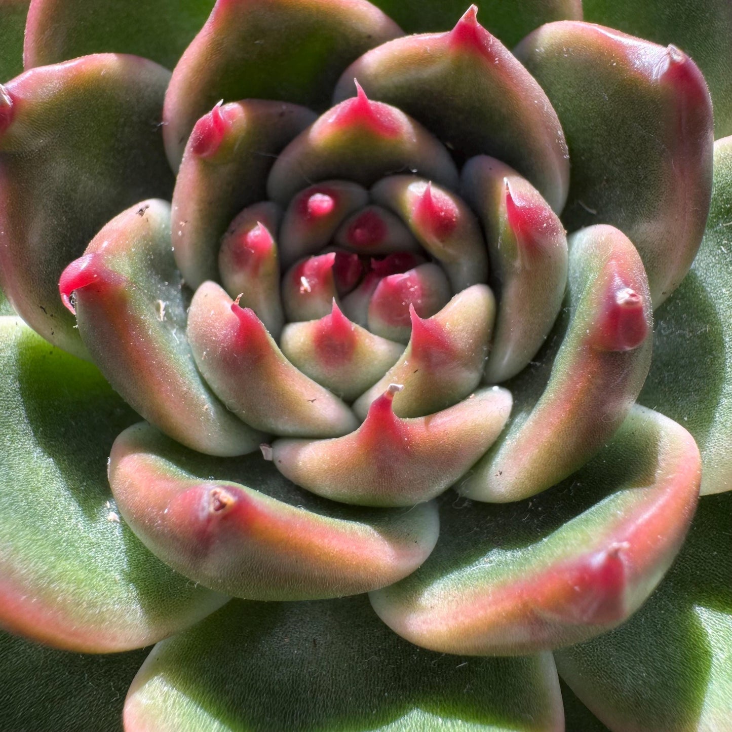 Echeveria 'Blue Dragon hybrid ' , big single head, 4.1inches