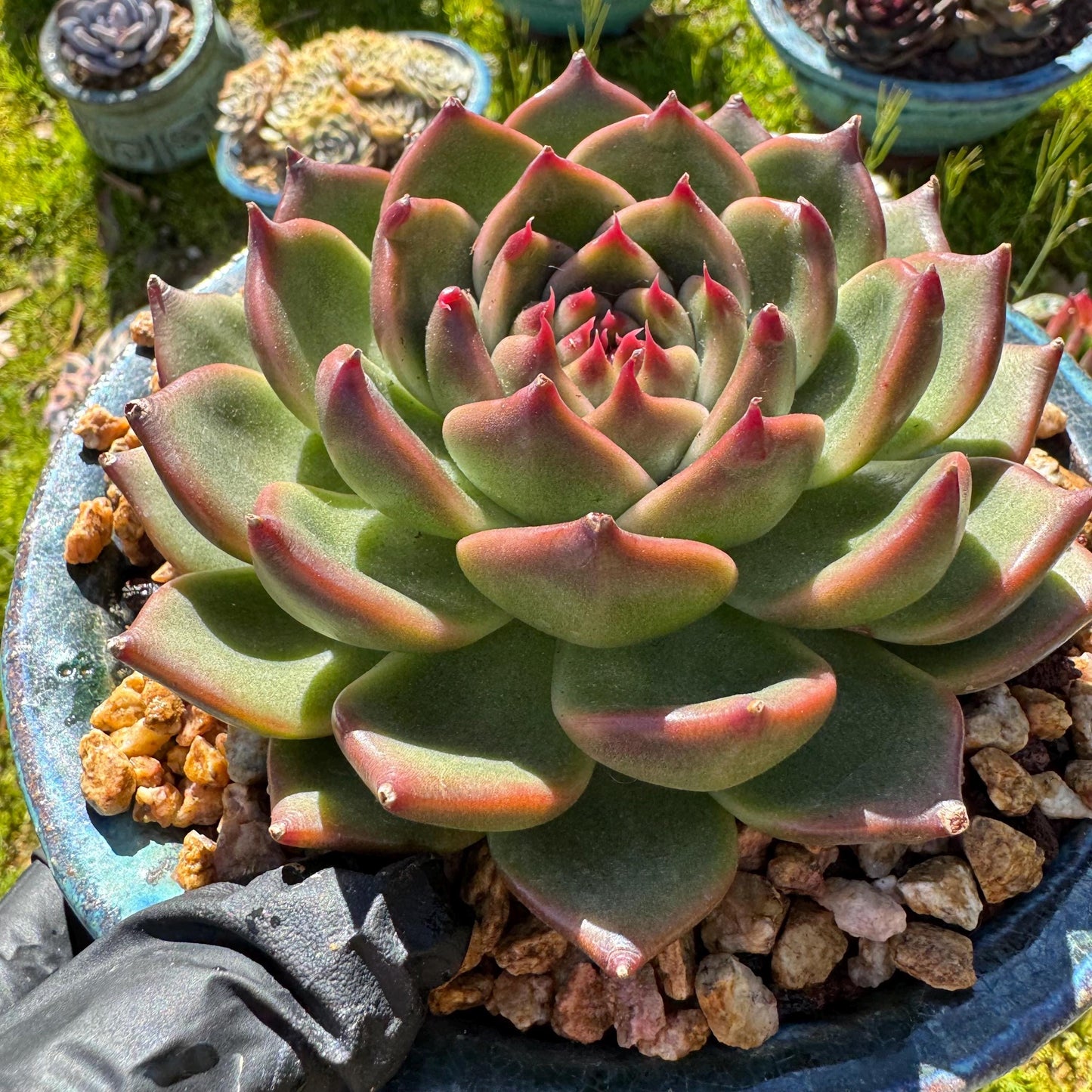 Echeveria 'Blue Dragon hybrid ' , big single head, 4.1inches