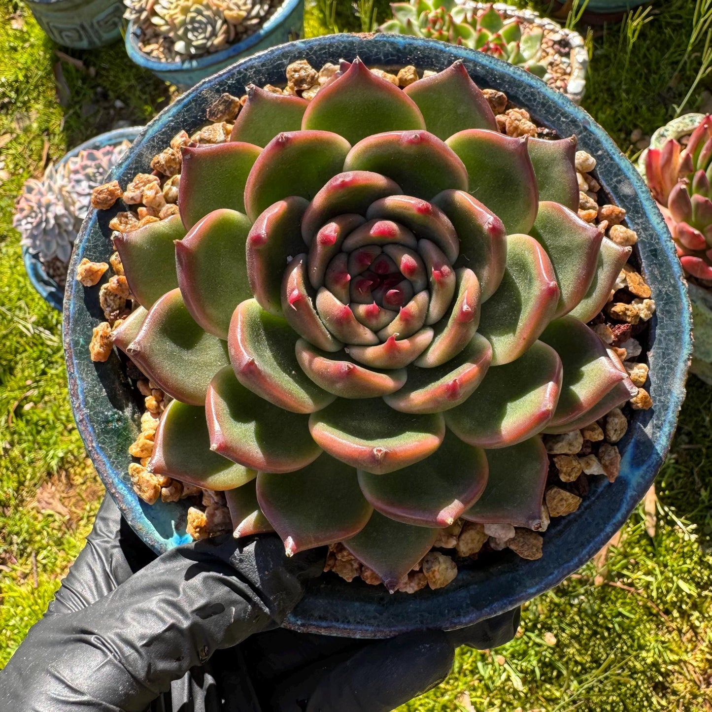 Echeveria 'Blue Dragon hybrid ' , big single head, 4.1inches