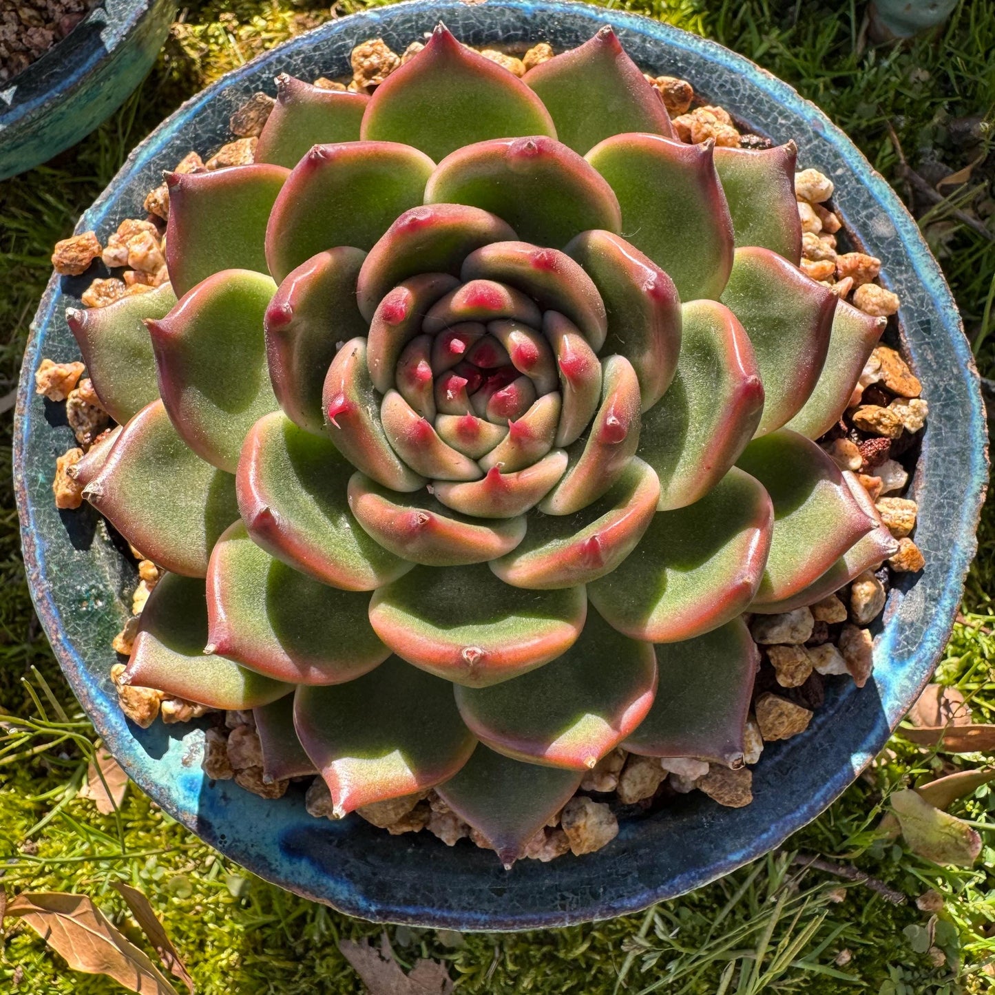 Echeveria 'Blue Dragon hybrid ' , big single head, 4.1inches