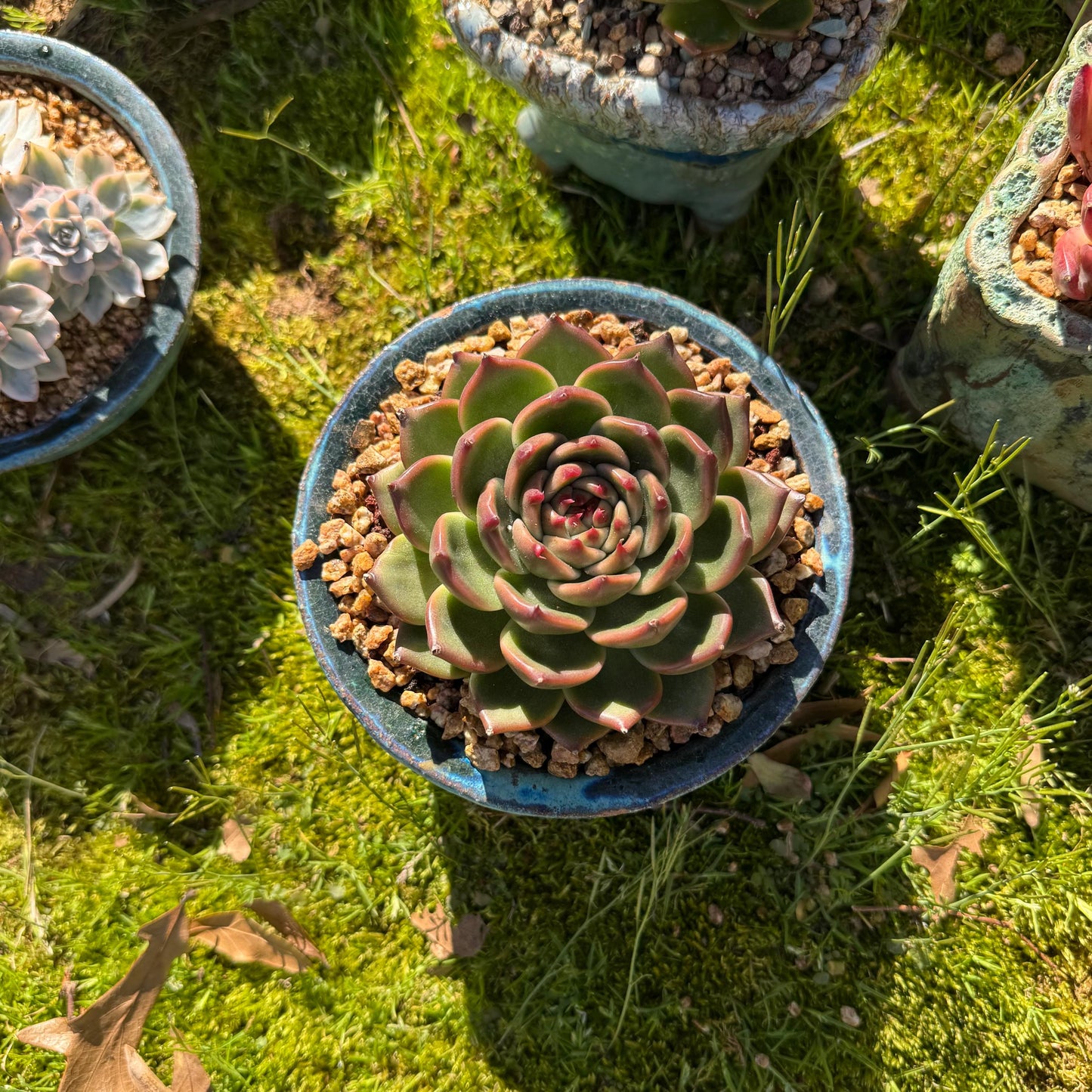Echeveria 'Blue Dragon hybrid ' , big single head, 4.1inches