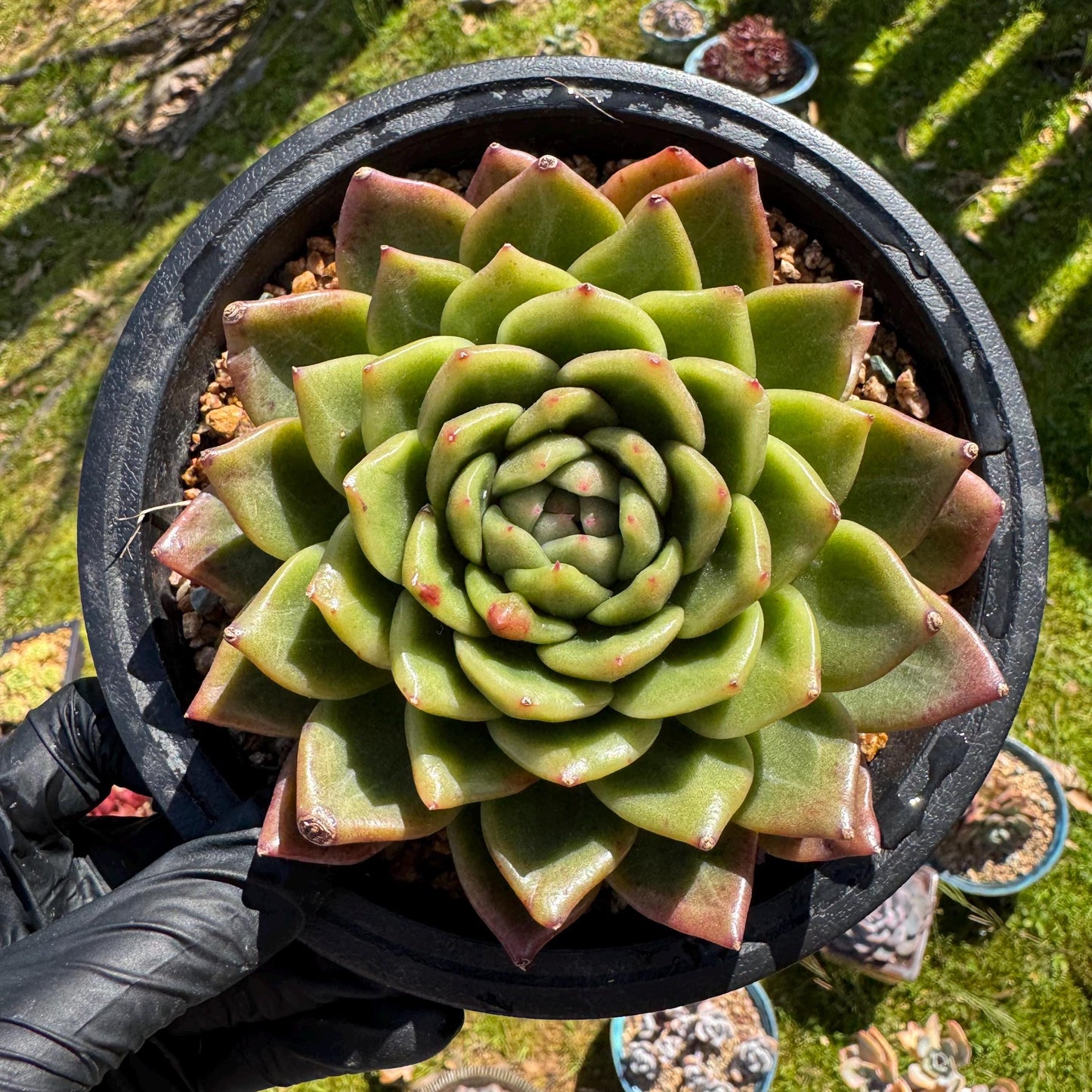 Rare succulents plants, Echeveria' agavoides hybrid', 4.1inches