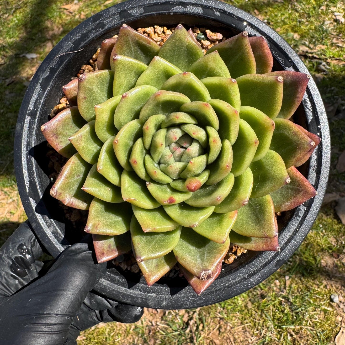 Rare succulents plants, Echeveria' agavoides hybrid', 4.1inches