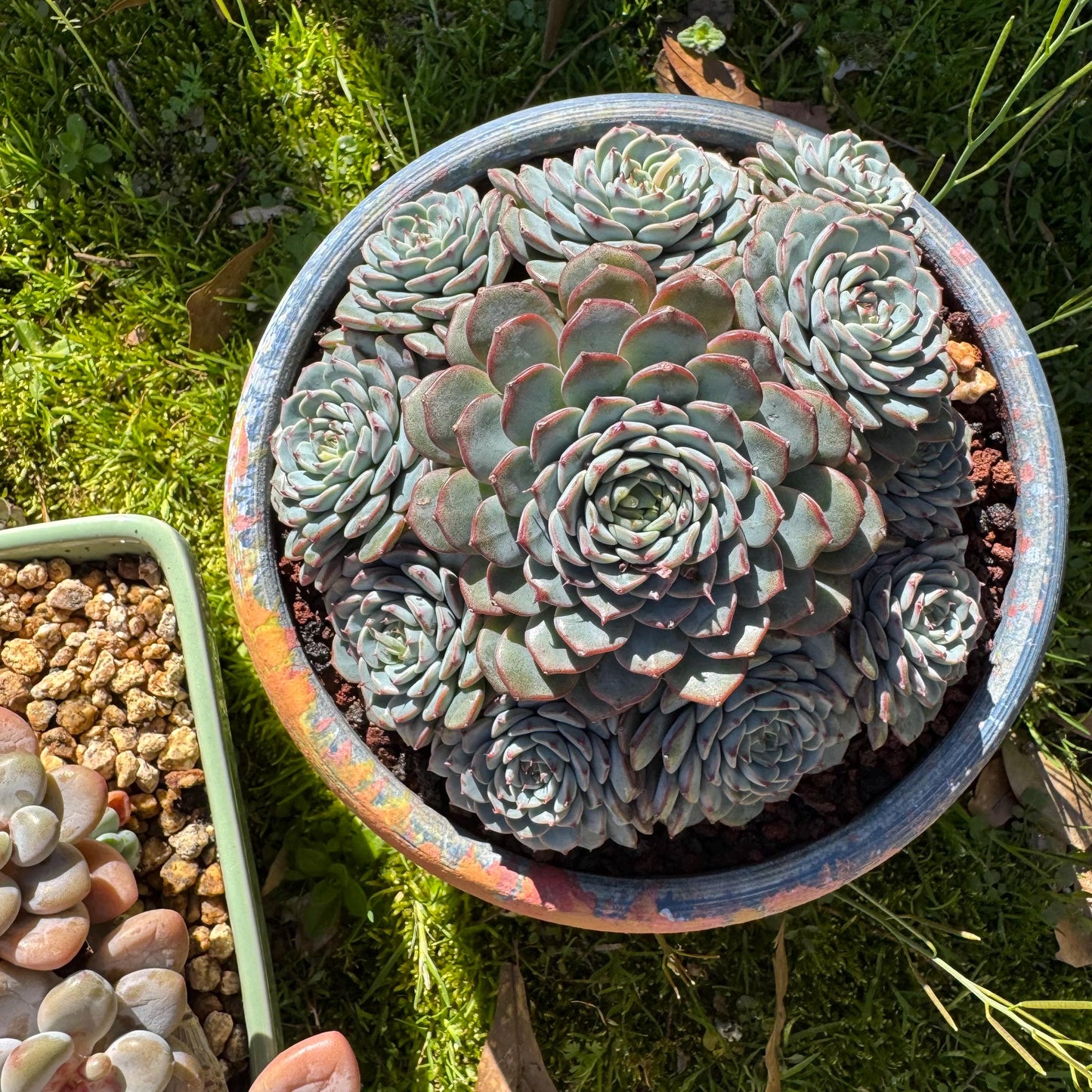 Echeveria 'Blue Minima' cluster, 5inches