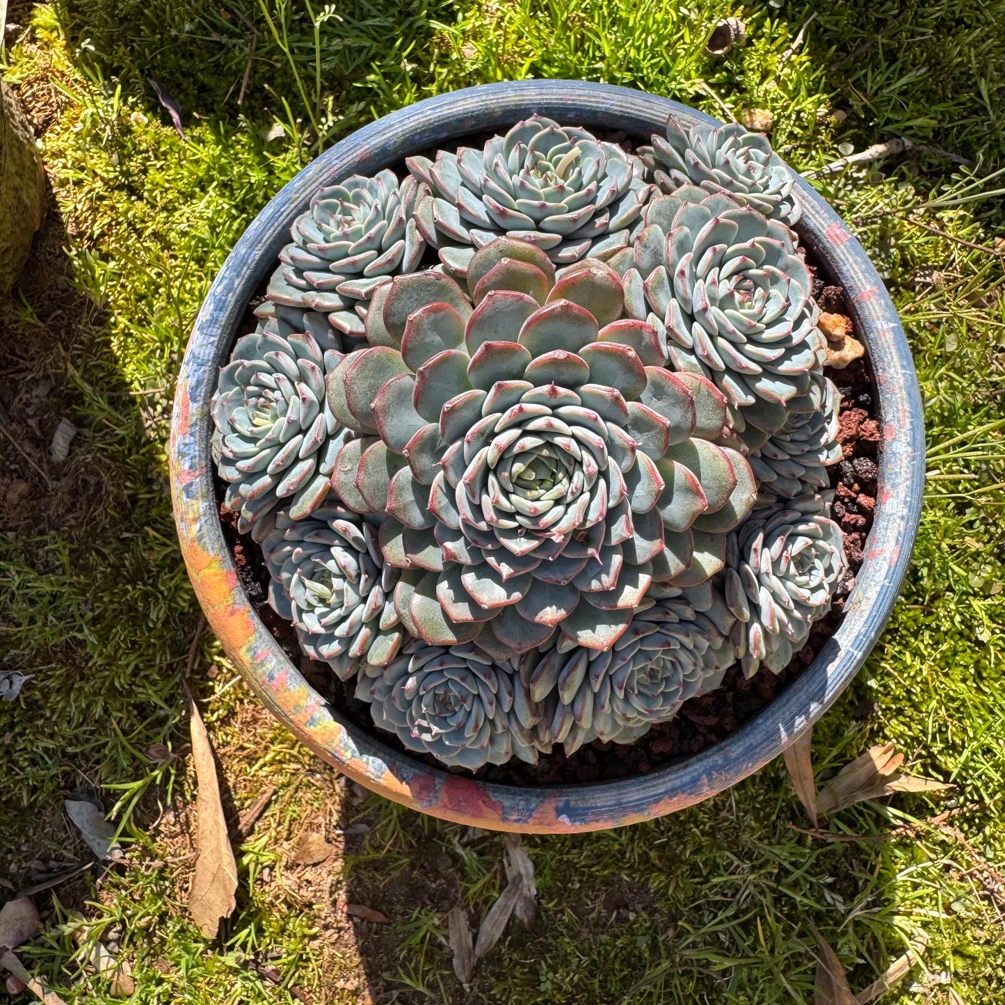 Echeveria 'Blue Minima' cluster, 5inches