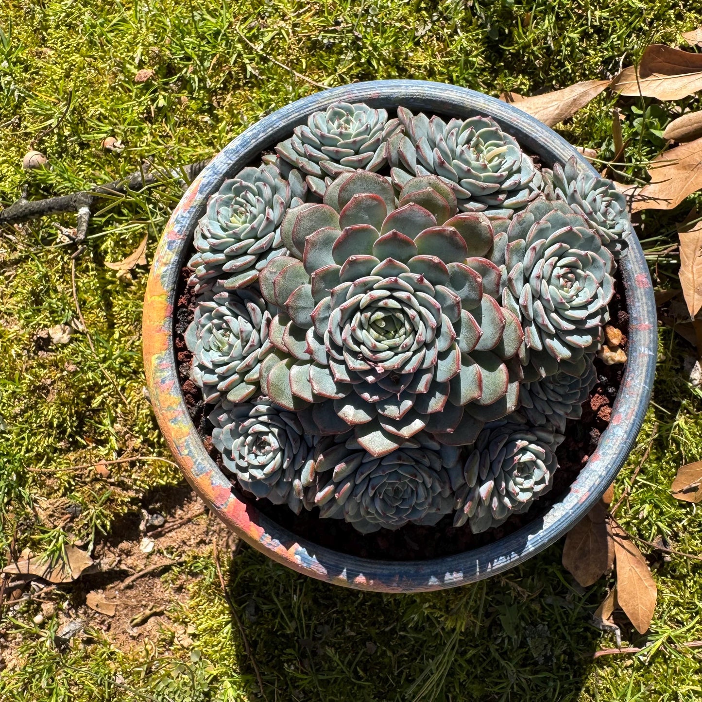 Echeveria 'Blue Minima' cluster, 5inches