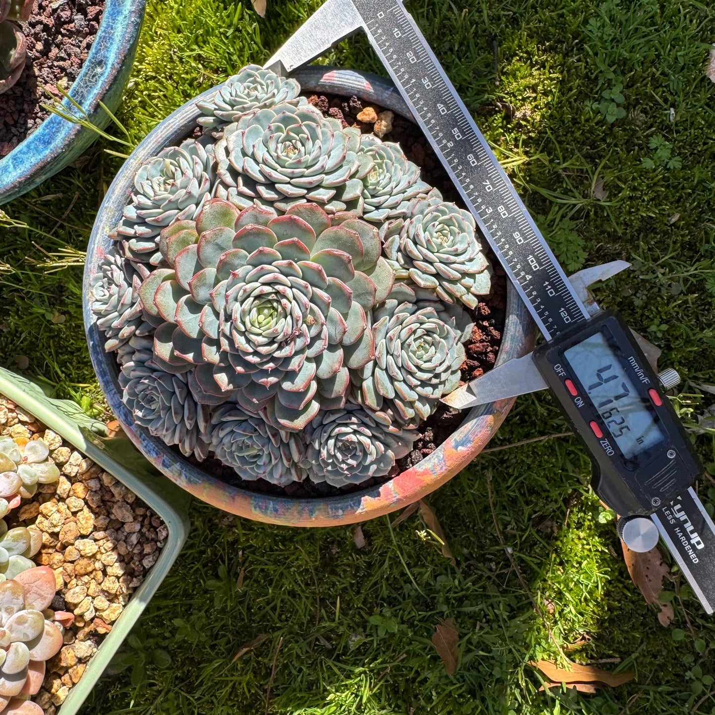 Echeveria 'Blue Minima' cluster, 5inches