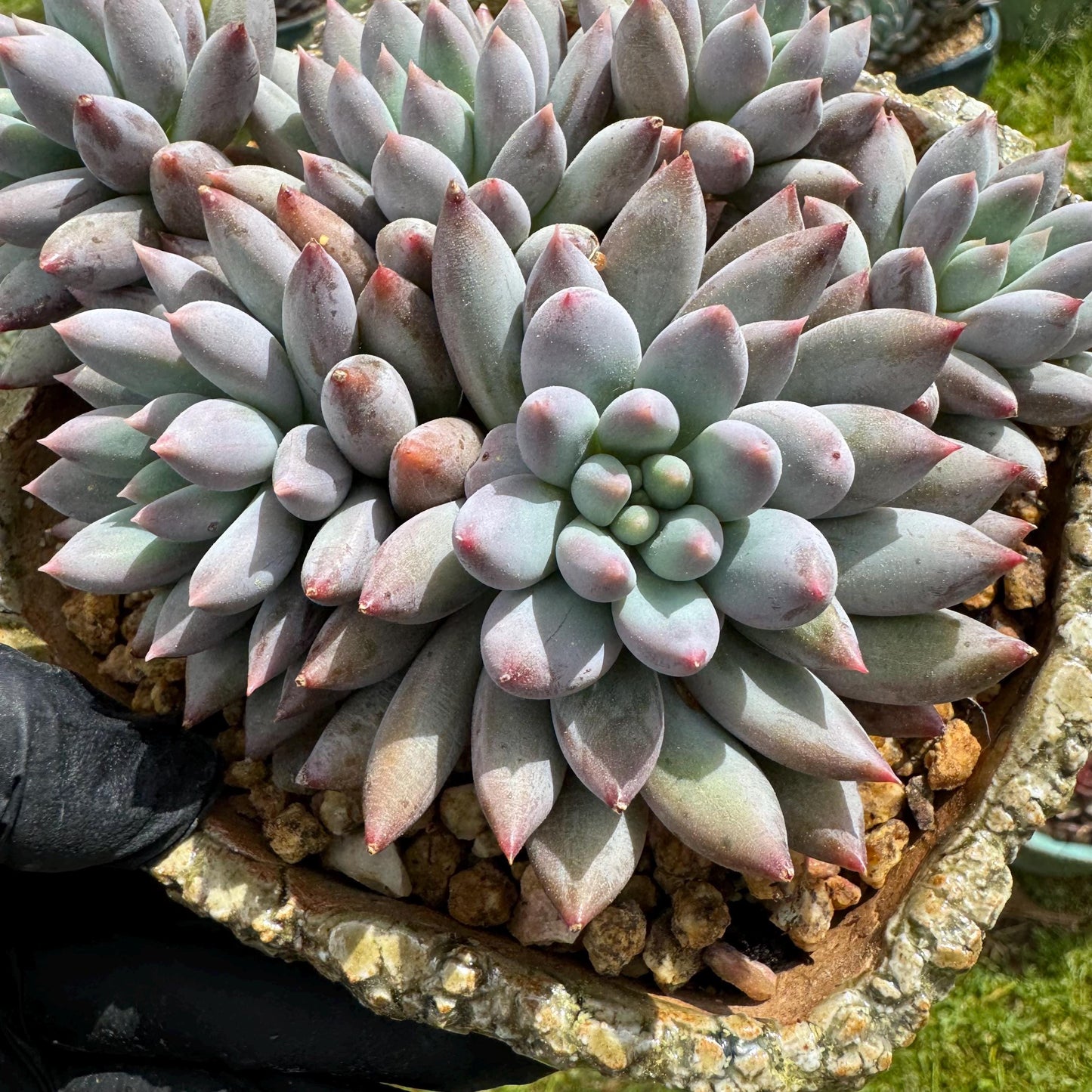 Rare succulents plants, Pachyveria' Angel's Finger' cluster, 4.0inches, 6heads