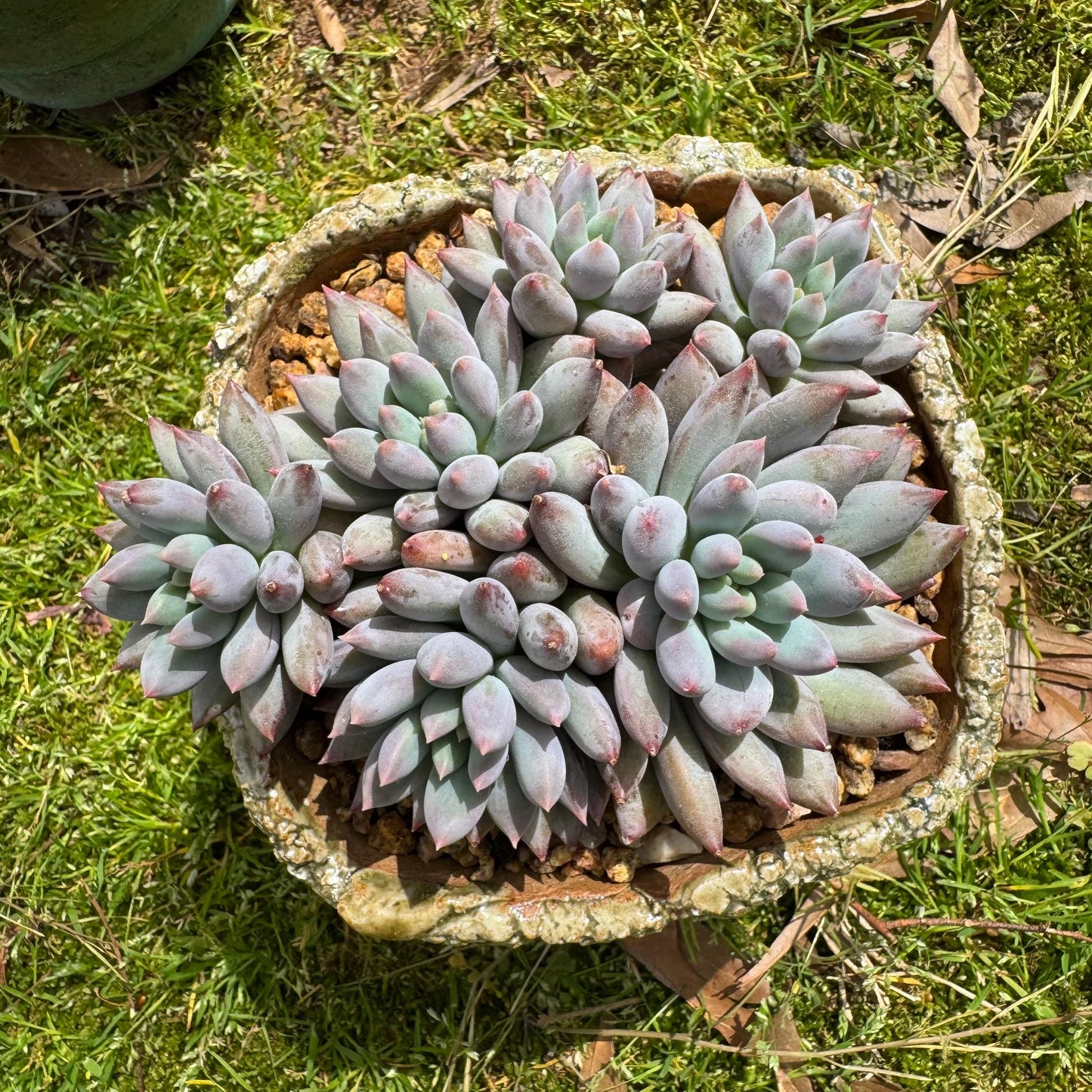 Rare succulents plants, Pachyveria' Angel's Finger' cluster, 4.0inches, 6heads