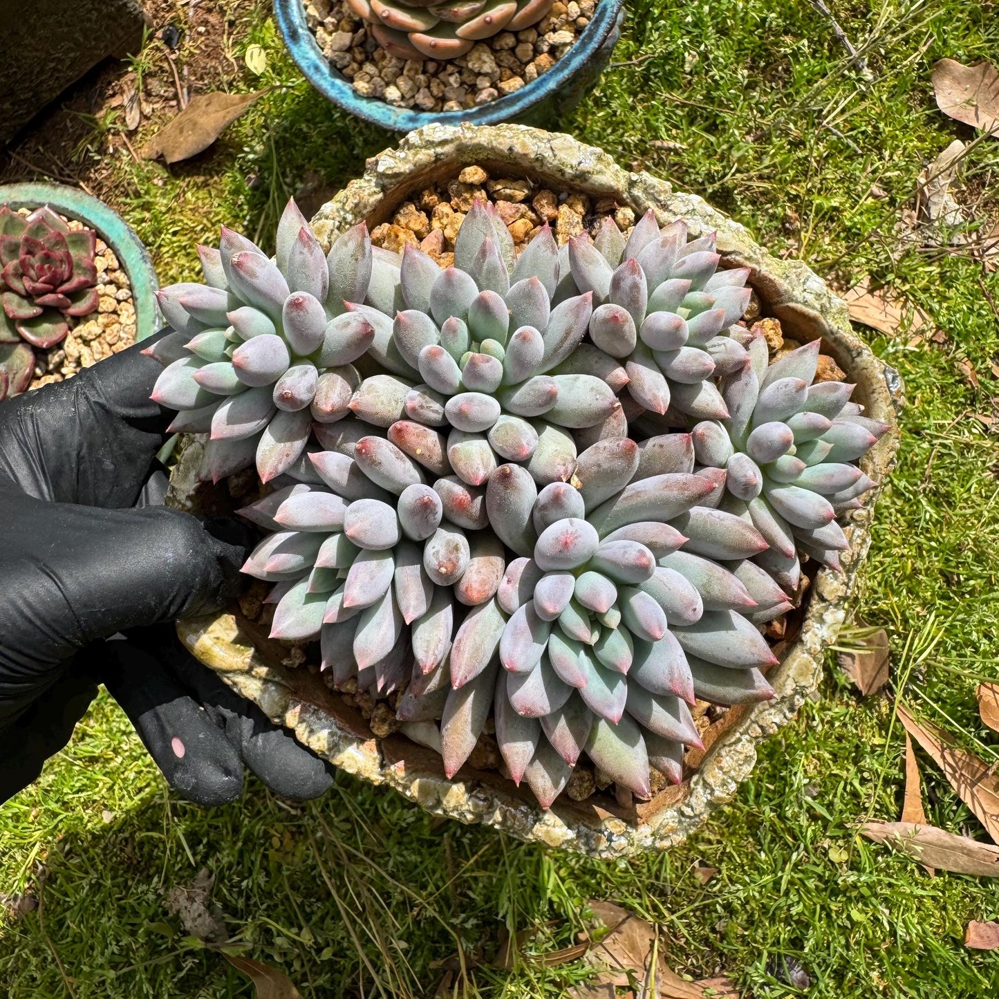 Rare succulents plants, Pachyveria' Angel's Finger' cluster, 4.0inches, 6heads