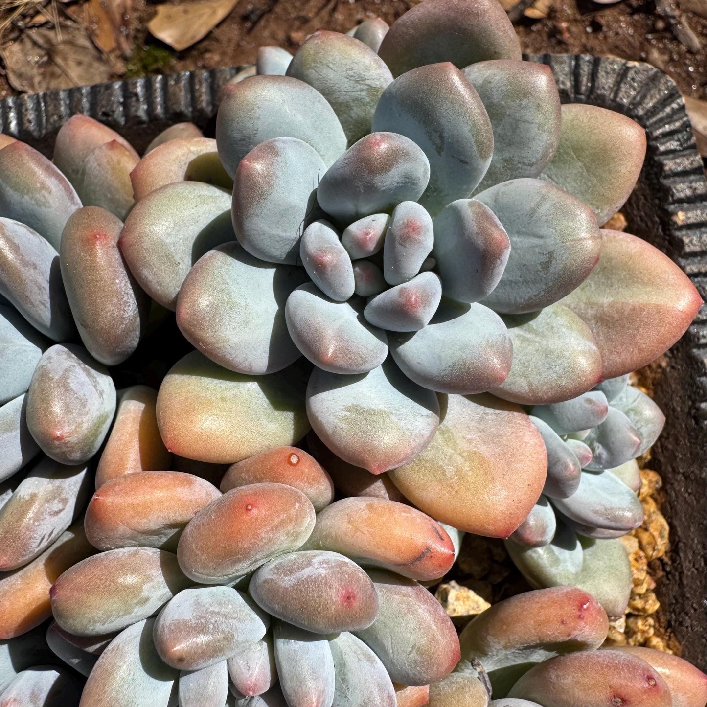 Pachyveria 'Elaine Reinelt' big cluster, 5.6inches, 7heads, high quality, live plant, Bare Root, imported succulents, live plant, gift