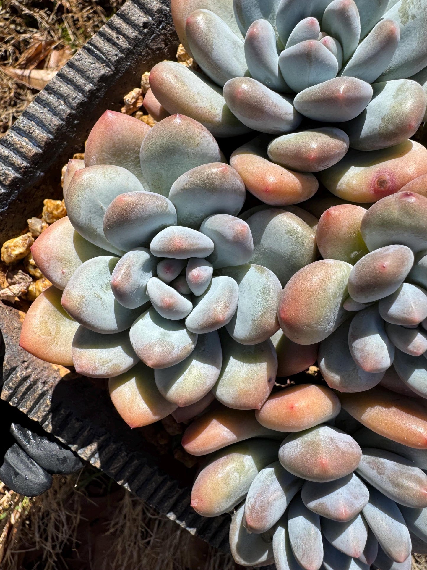 Pachyveria 'Elaine Reinelt' big cluster, 5.6inches, 7heads, high quality, live plant, Bare Root, imported succulents, live plant, gift