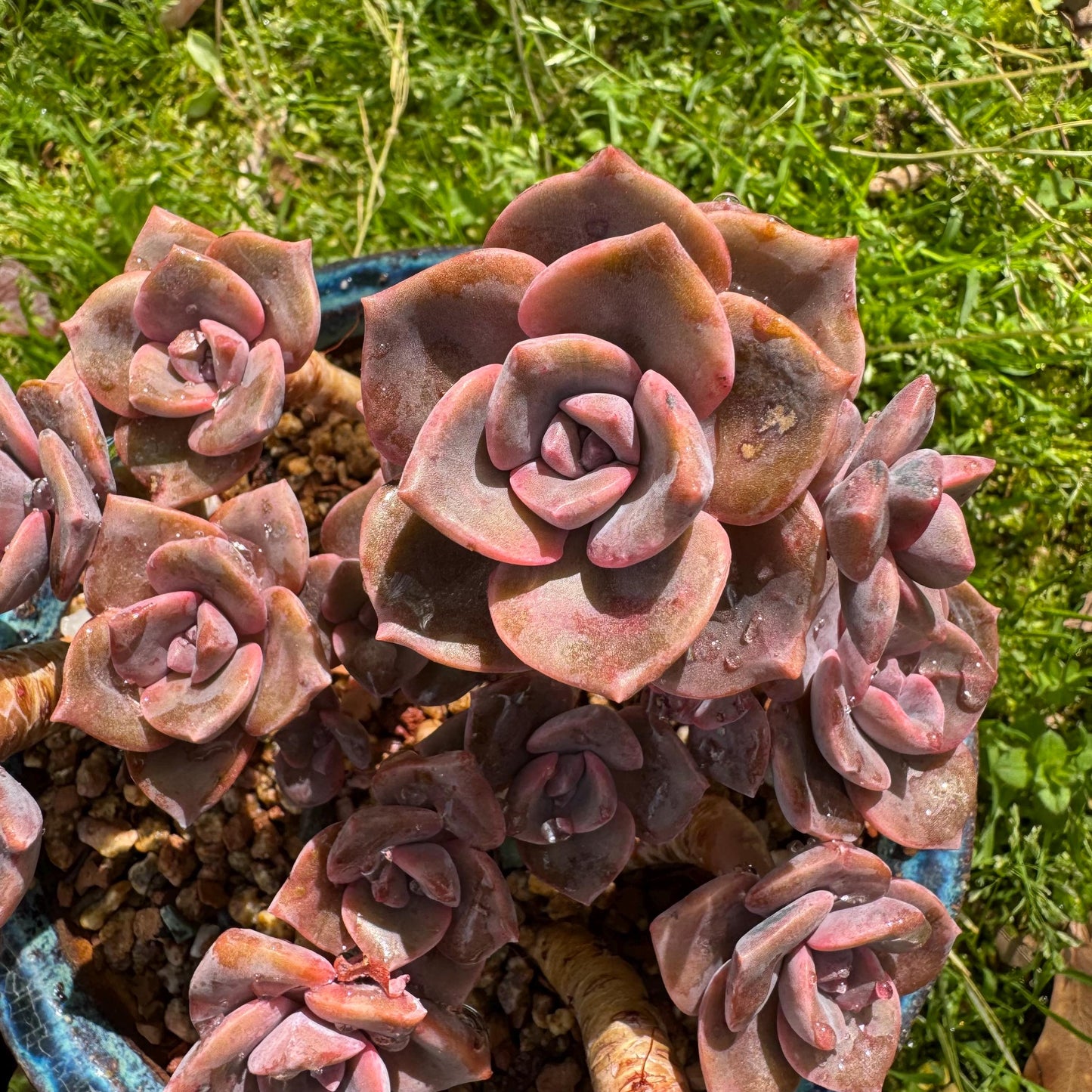 Succulents plants, Graptoveria 'Mrs. Richards' cluster, 4.5inches