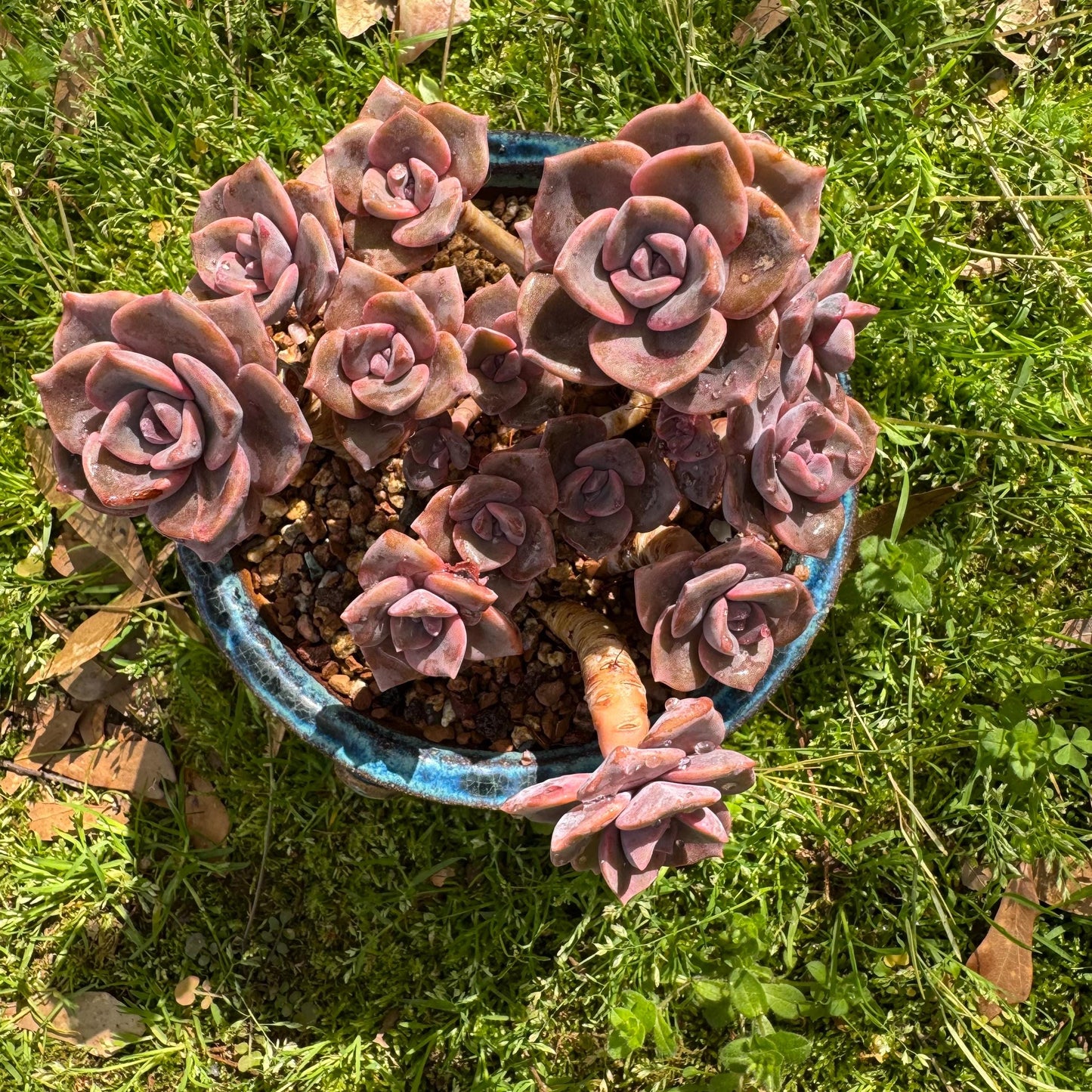 Succulents plants, Graptoveria 'Mrs. Richards' cluster, 4.5inches