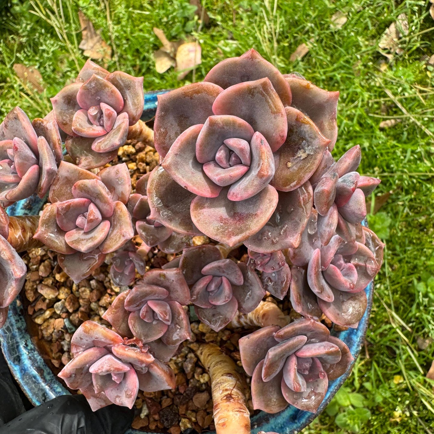 Succulents plants, Graptoveria 'Mrs. Richards' cluster, 4.5inches