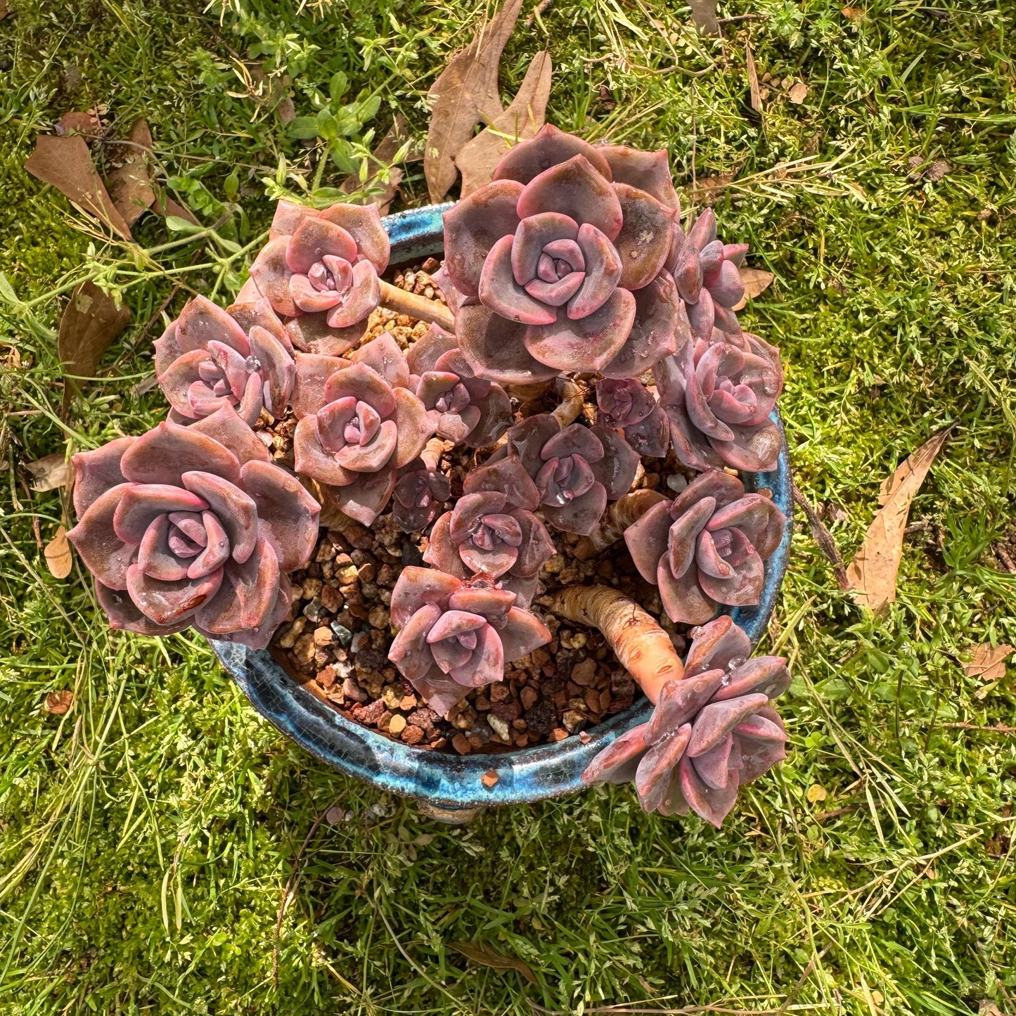 Succulents plants, Graptoveria 'Mrs. Richards' cluster, 4.5inches