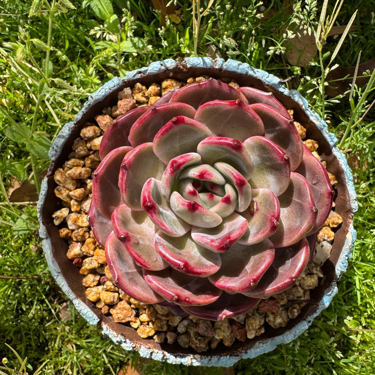 Rare succulents plants, Echeveria 'Daredevil', (a little scar on a leaf) single head, 3.3inches