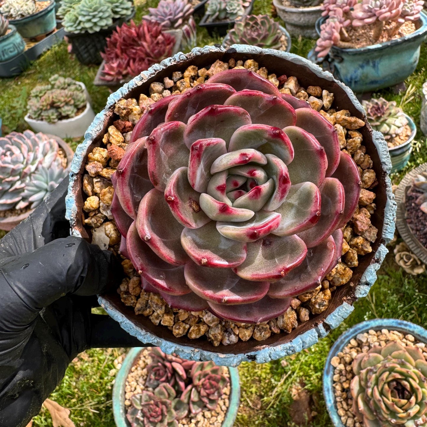 Rare succulents plants, Echeveria 'Daredevil', (a little scar on a leaf) single head, 3.3inches