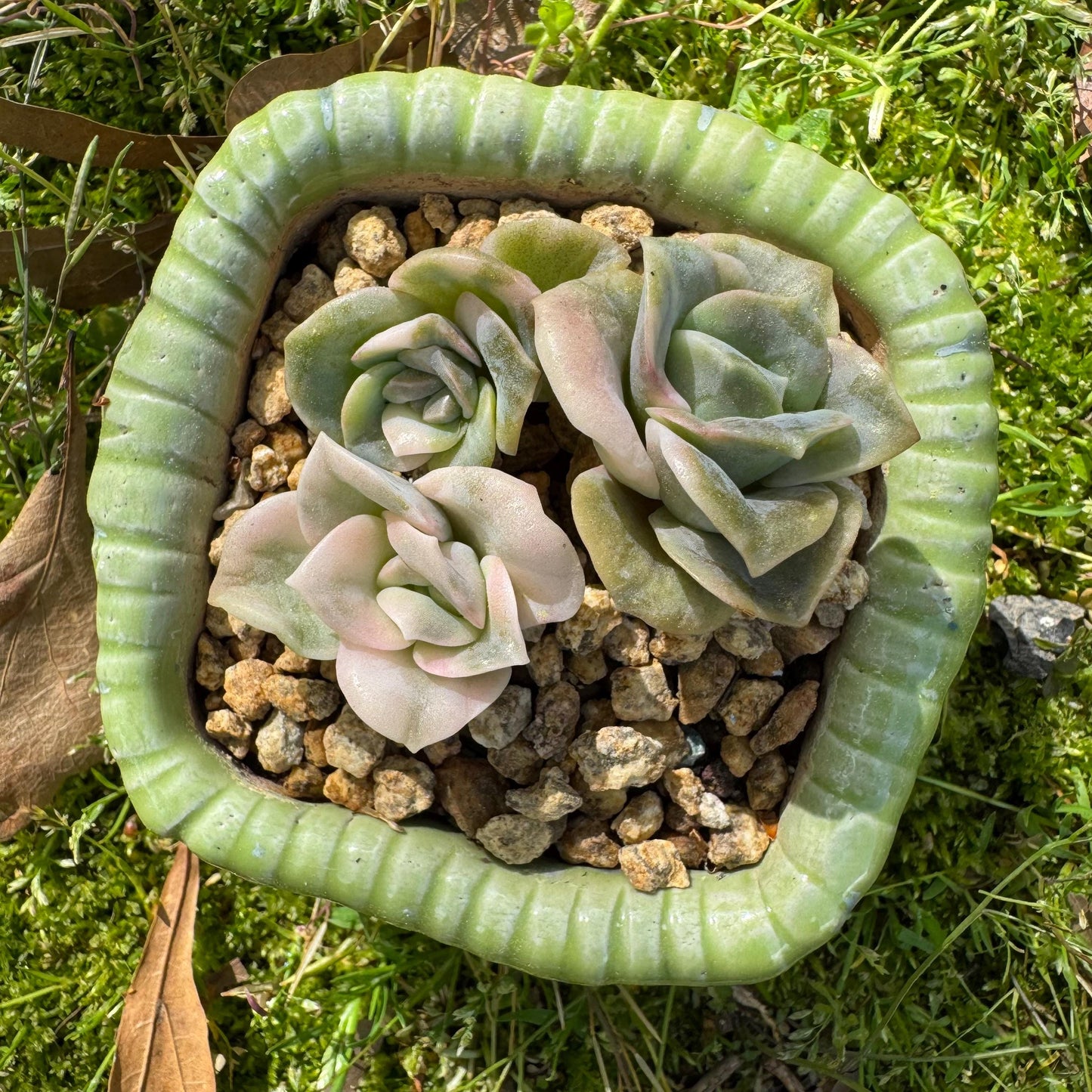 Rare succulents, Echeveria 'Lovely rose' Variegated,3heads, 2.inches
