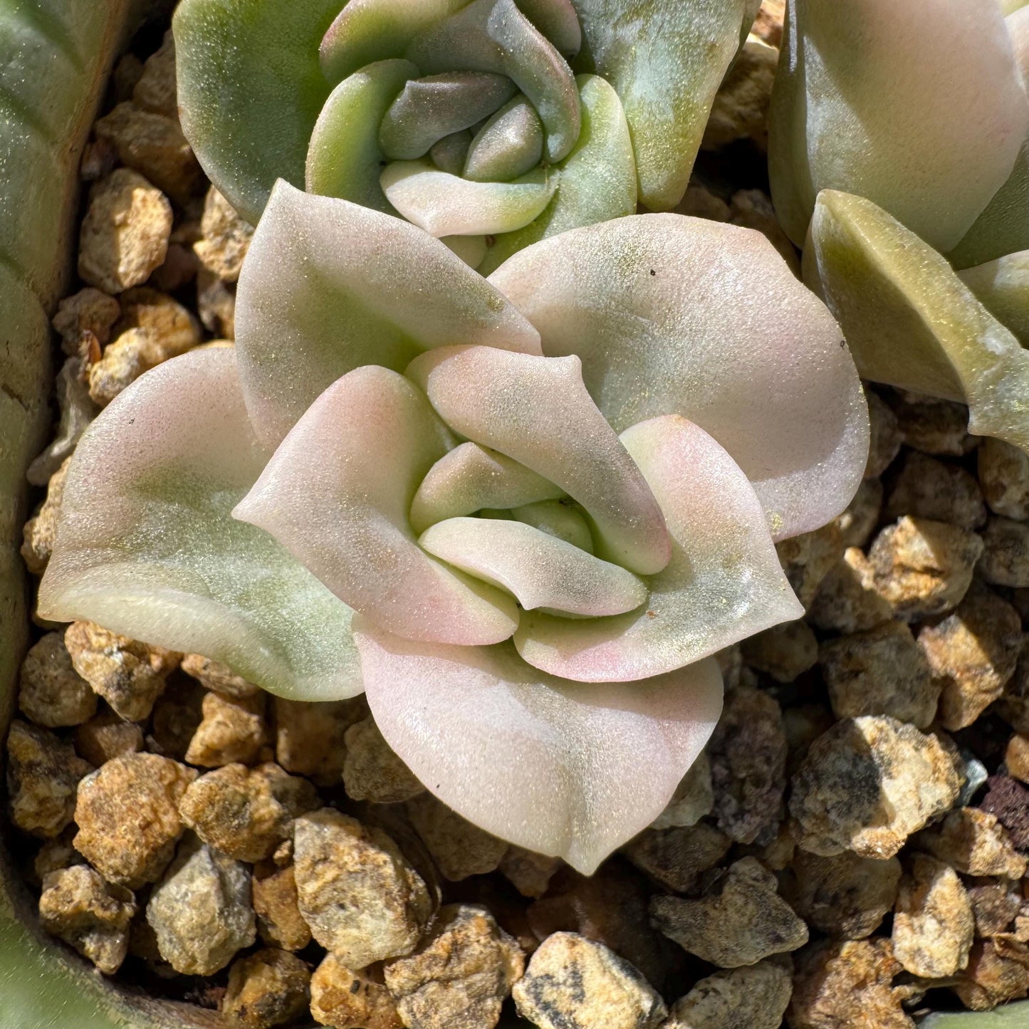 Rare succulents, Echeveria 'Lovely rose' Variegated,3heads, 2.inches