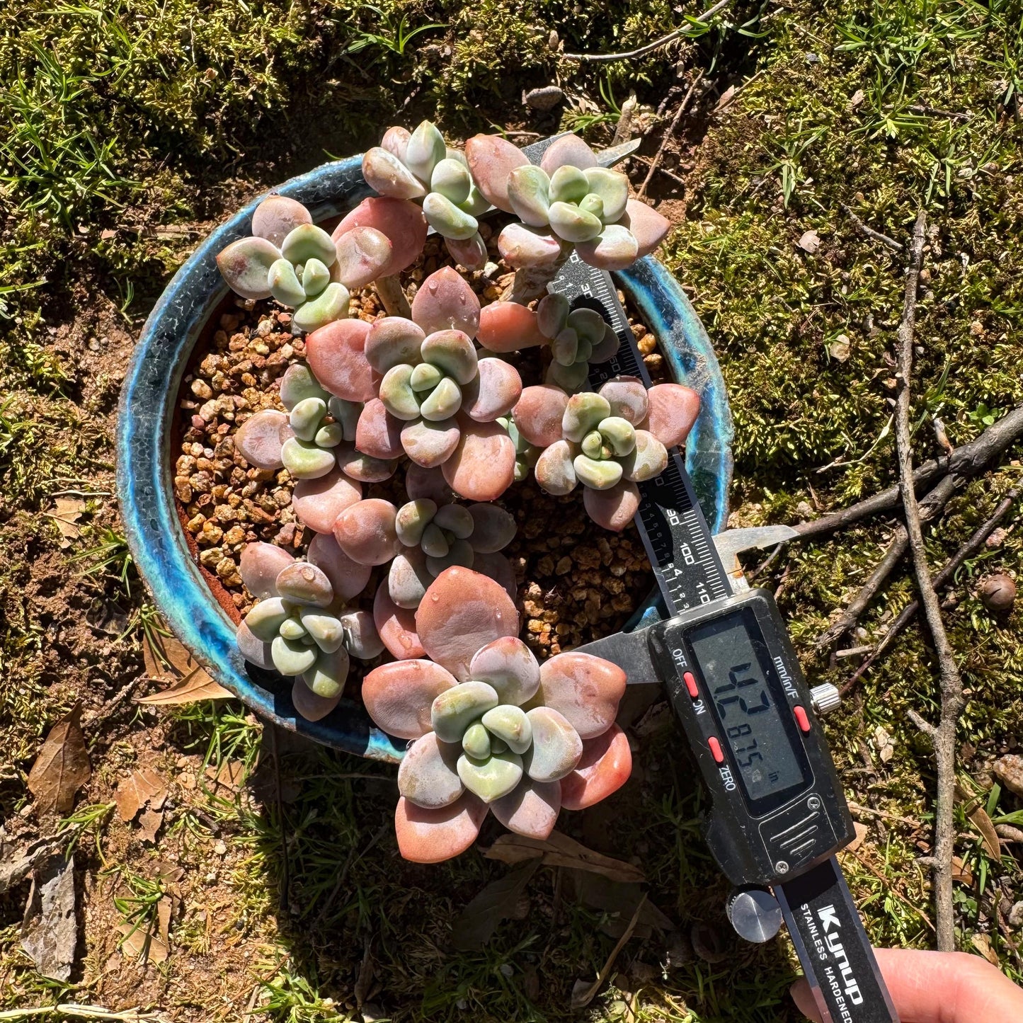 Graptosedum 'red miul ' cluster, nice color, 4.2inches , bare Root, , Imported Rare Succulent