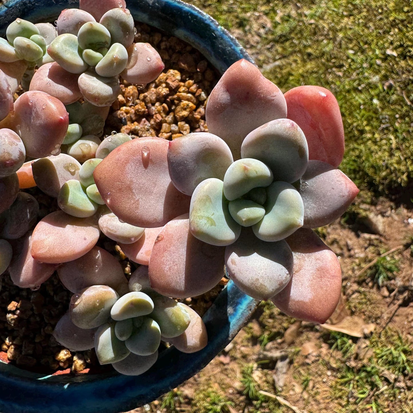 Graptosedum 'red miul ' cluster, nice color, 4.2inches , bare Root, , Imported Rare Succulent