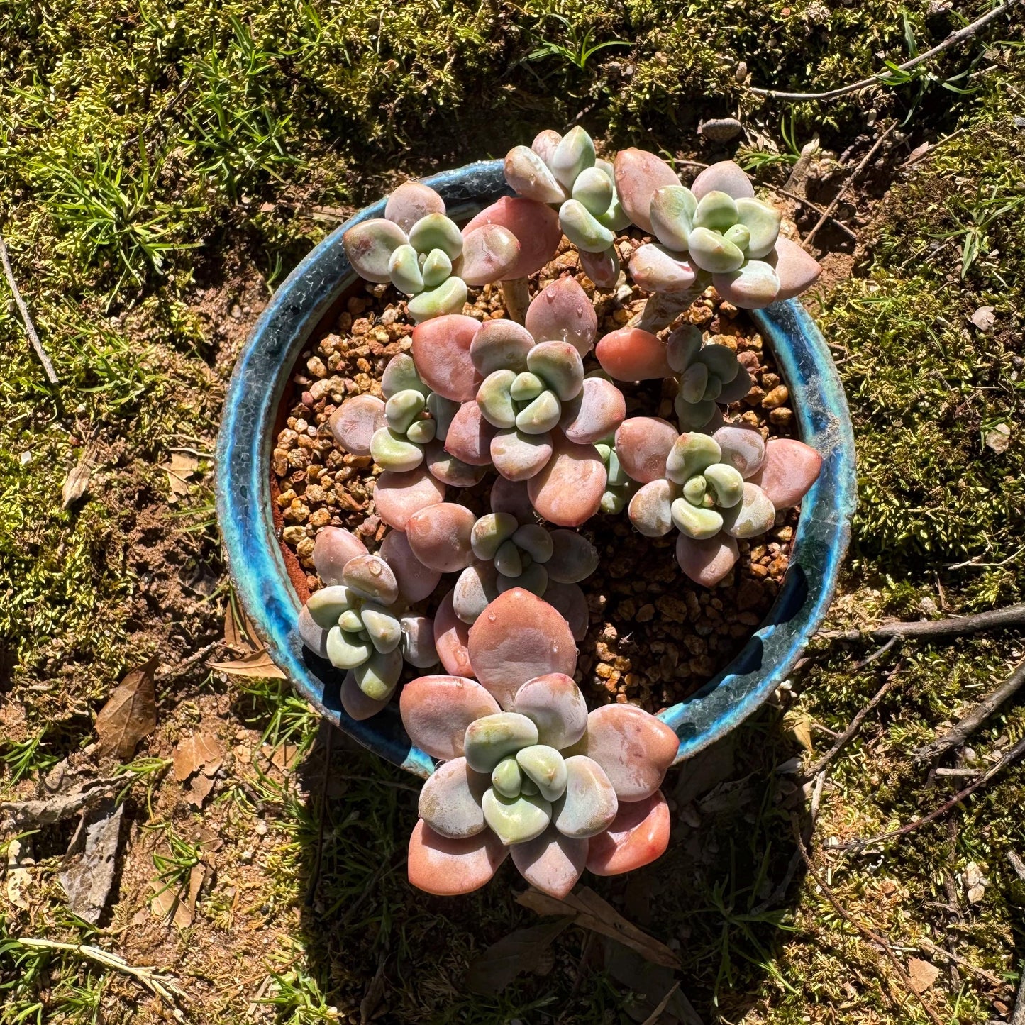 Graptosedum 'red miul ' cluster, nice color, 4.2inches , bare Root, , Imported Rare Succulent