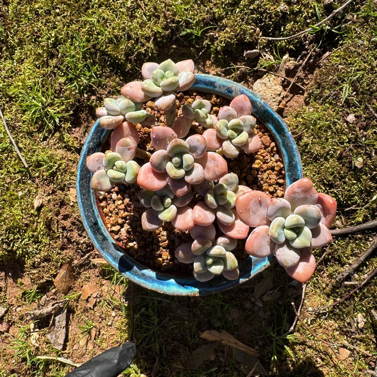 Graptosedum 'red miul ' cluster, nice color, 4.2inches , bare Root, , Imported Rare Succulent