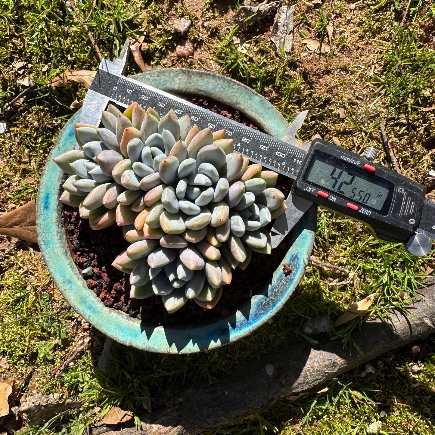 Echeveria 'Red ivory crest cluster ', 4.2inches, 5heads, nice color , Bare Root, Imported Rare Succulent