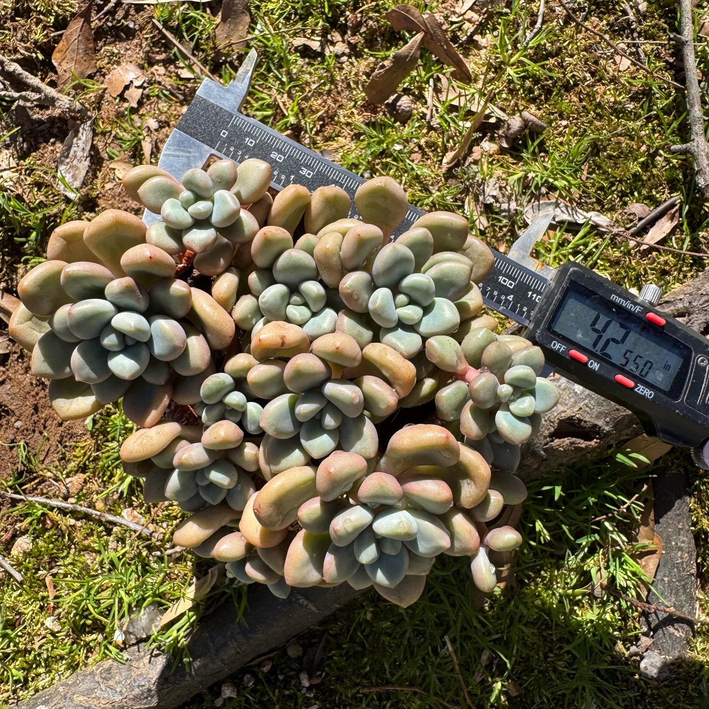 Echeveria blood ‘spotted deer' cluster, 4.2inches, nice color, Bare Root, Imported Rare Succulent, live plant