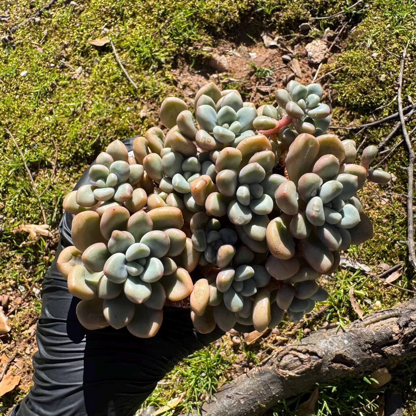 Echeveria blood ‘spotted deer' cluster, 4.2inches, nice color, Bare Root, Imported Rare Succulent, live plant