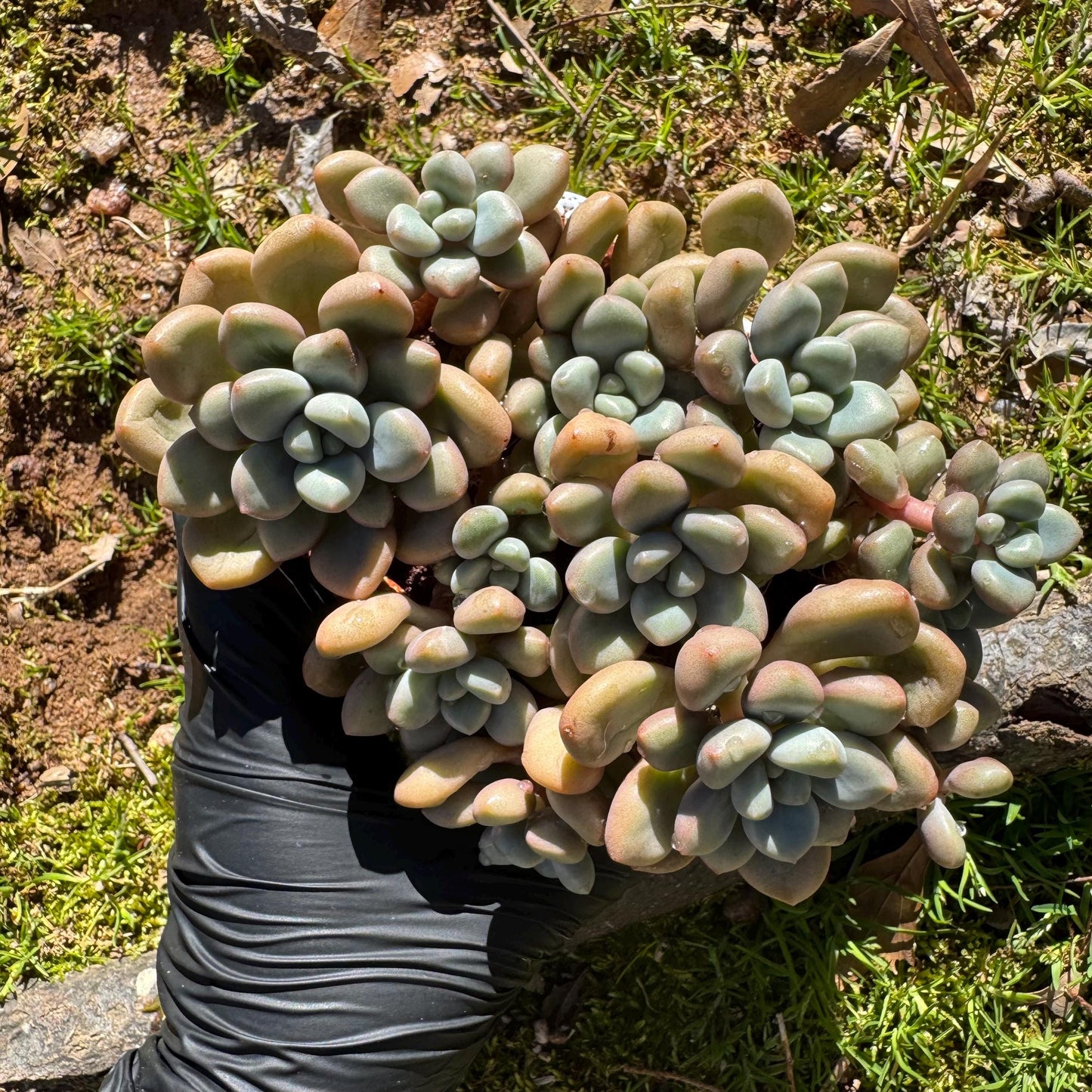 Echeveria blood ‘spotted deer' cluster, 4.2inches, nice color, Bare Root, Imported Rare Succulent, live plant