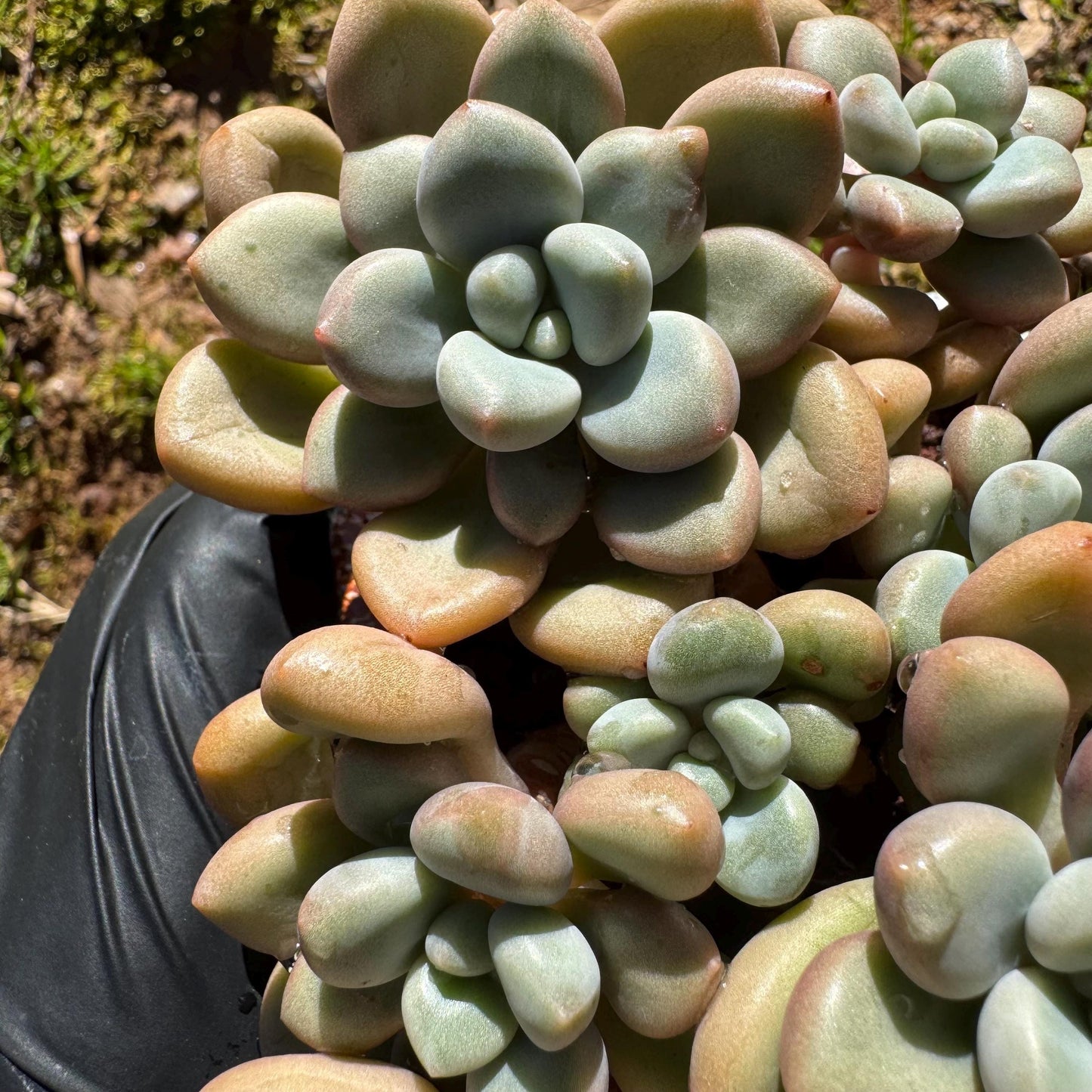 Echeveria blood ‘spotted deer' cluster, 4.2inches, nice color, Bare Root, Imported Rare Succulent, live plant