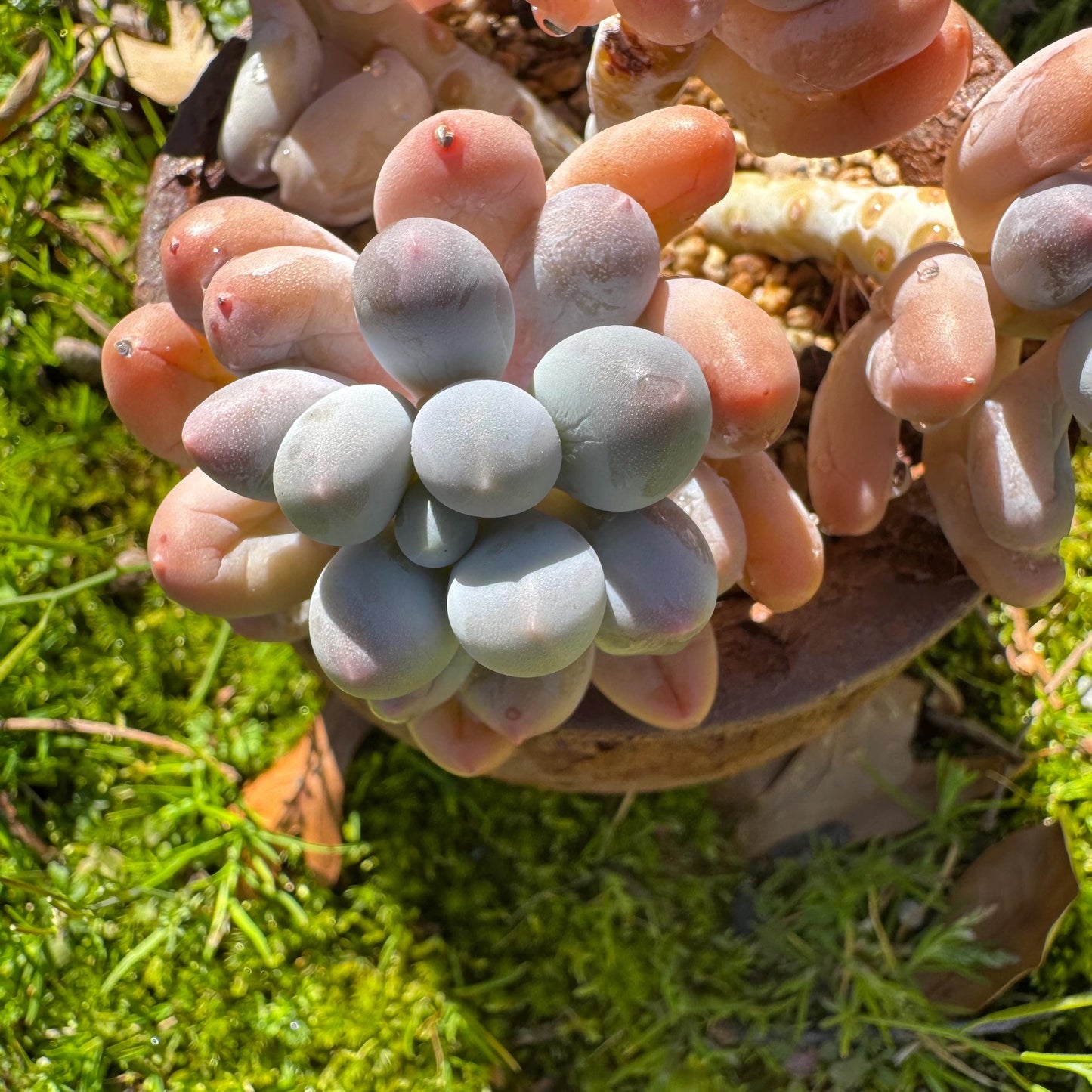 Graptopetalum Amethystinum ' Sweet Ball ’ cluster, 4heads, 3.8inches, live plant