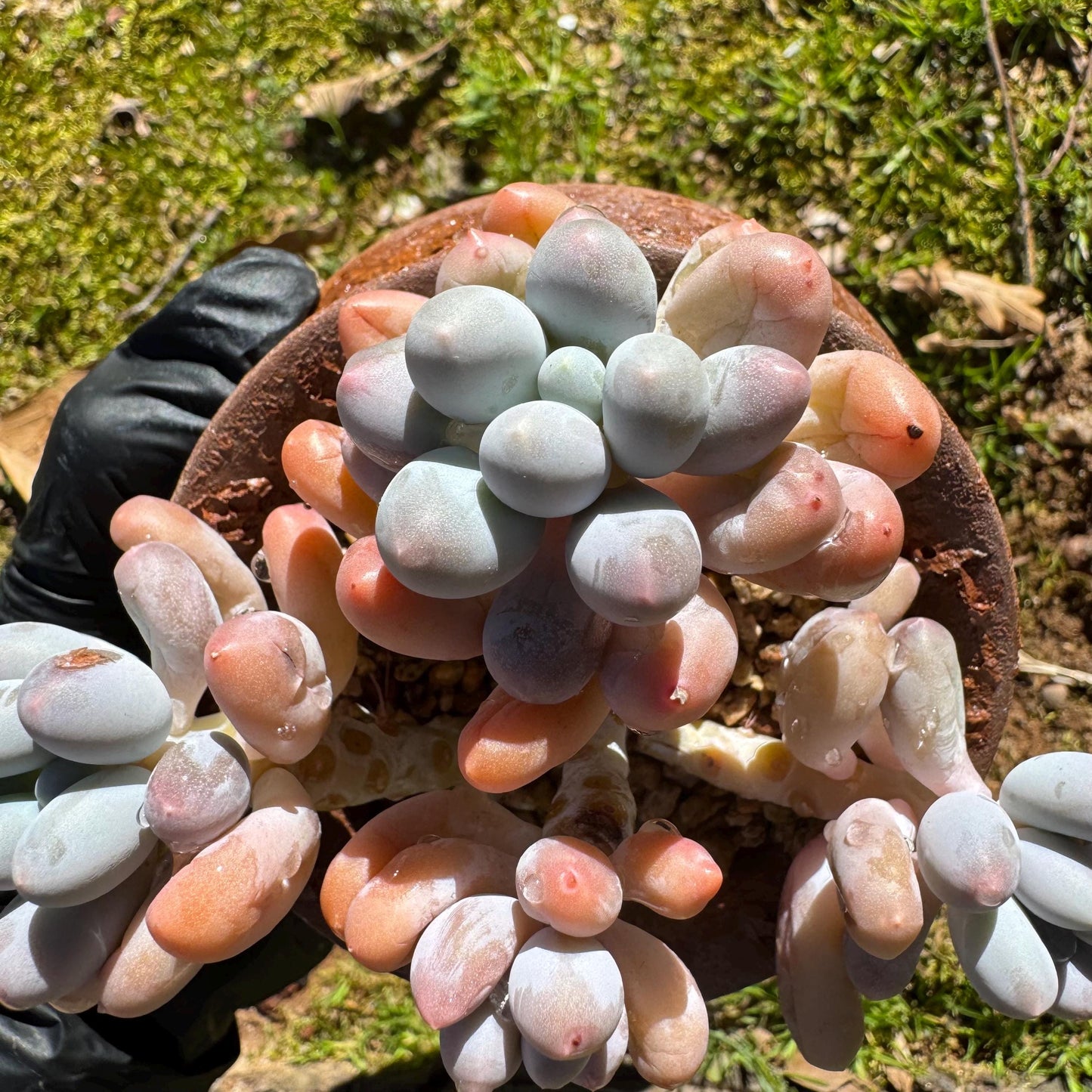 Graptopetalum Amethystinum ' Sweet Ball ’ cluster, 4heads, 3.8inches, live plant