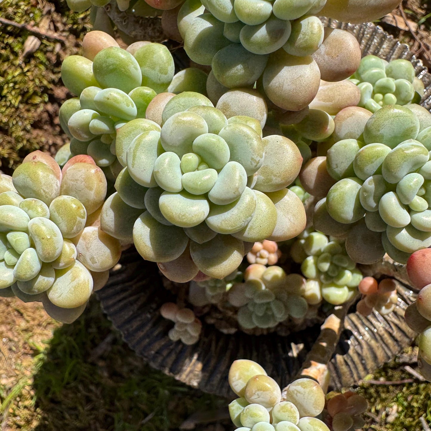 Echeveria 'Rococo' cluster , 4.0inches, nice color, live plant , nice color, Imported Rare Succulent, gift