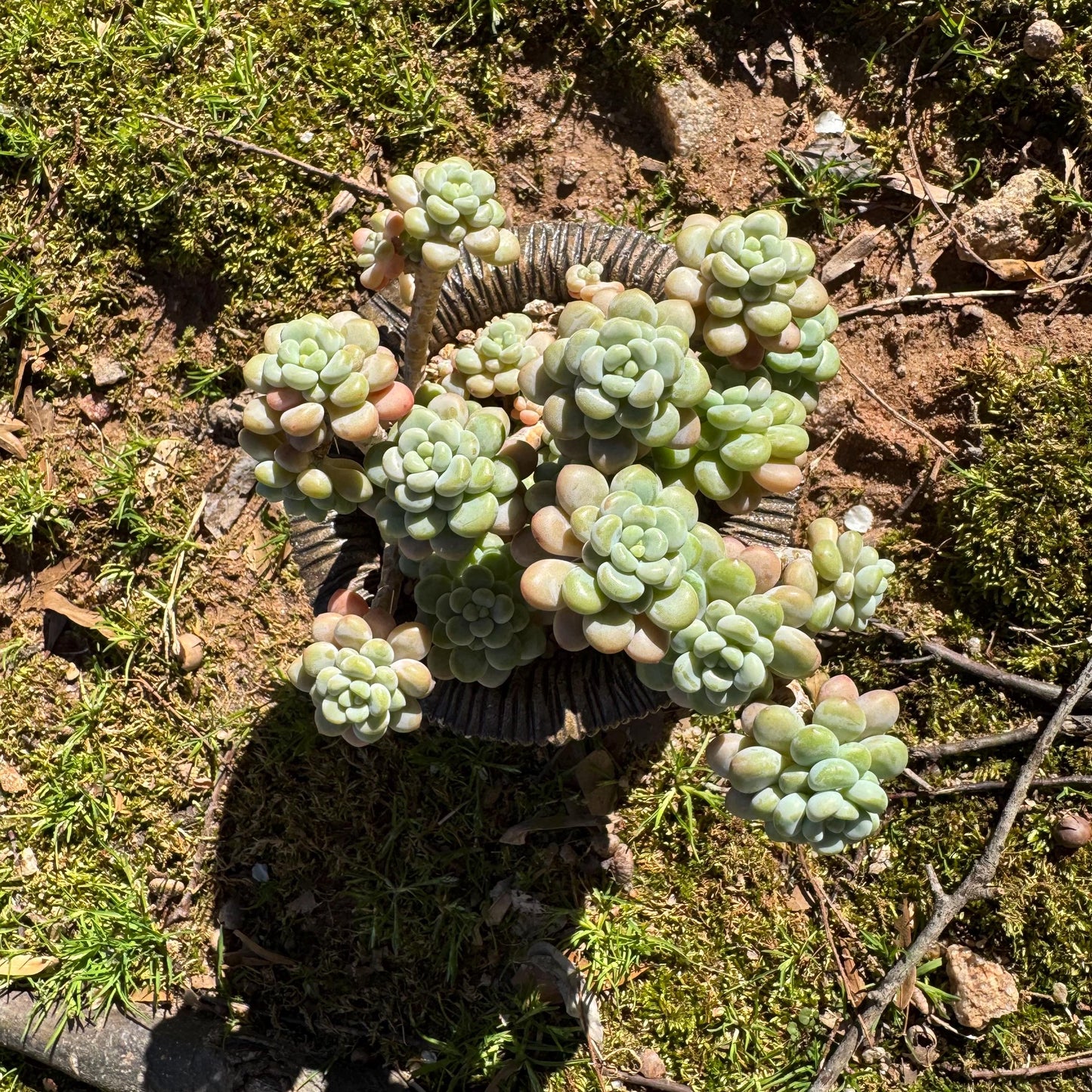 Echeveria 'Rococo' cluster , 4.0inches, nice color, live plant , nice color, Imported Rare Succulent, gift