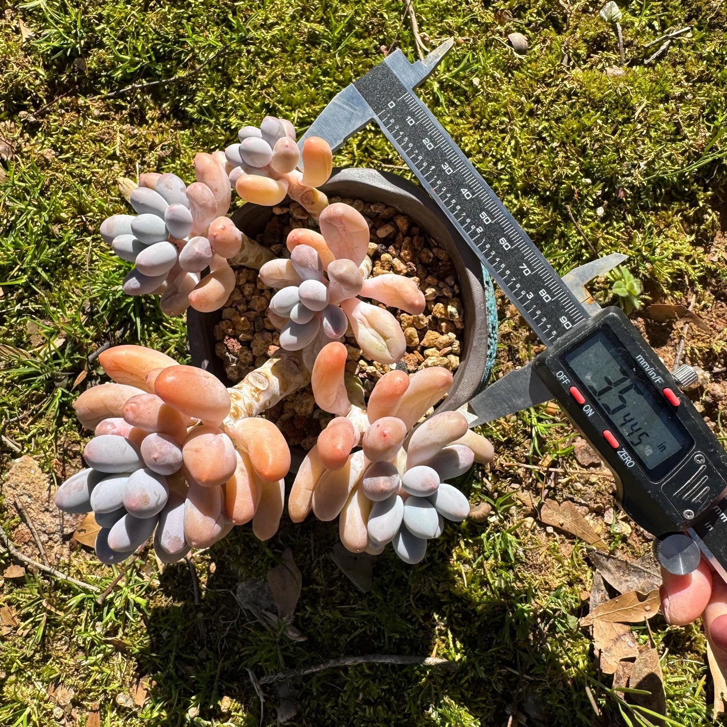 Graptopetalum Amethystinum ' Sweet Ball ’ cluster, 5heads, 3.5inches, live plant