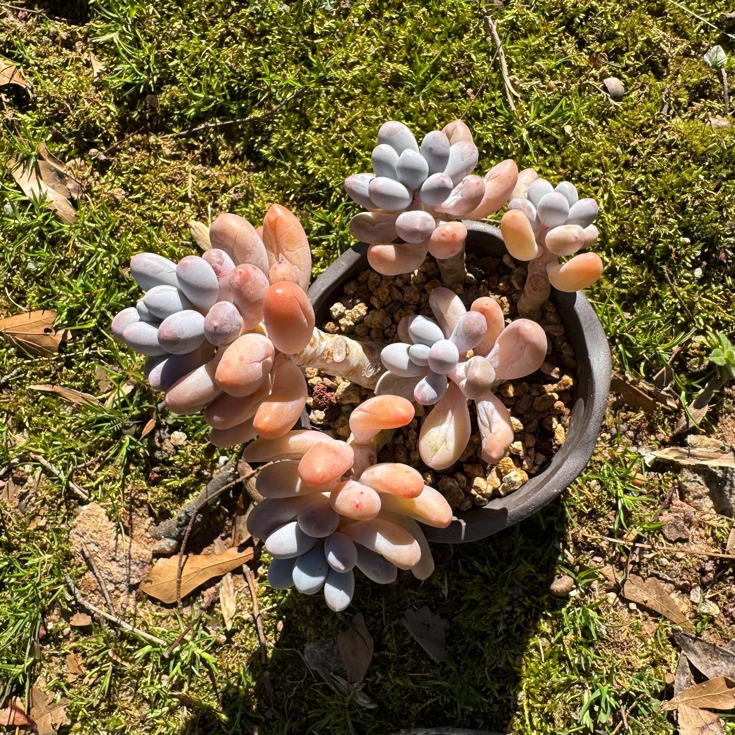 Graptopetalum Amethystinum ' Sweet Ball ’ cluster, 5heads, 3.5inches, live plant