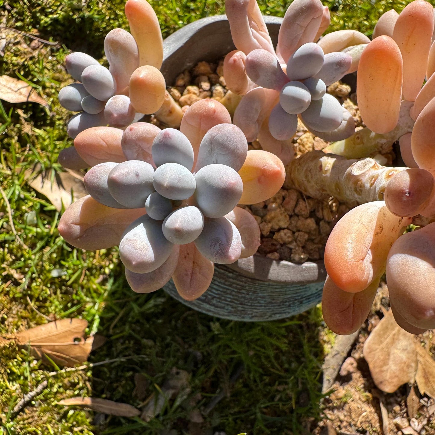 Graptopetalum Amethystinum ' Sweet Ball ’ cluster, 5heads, 3.5inches, live plant
