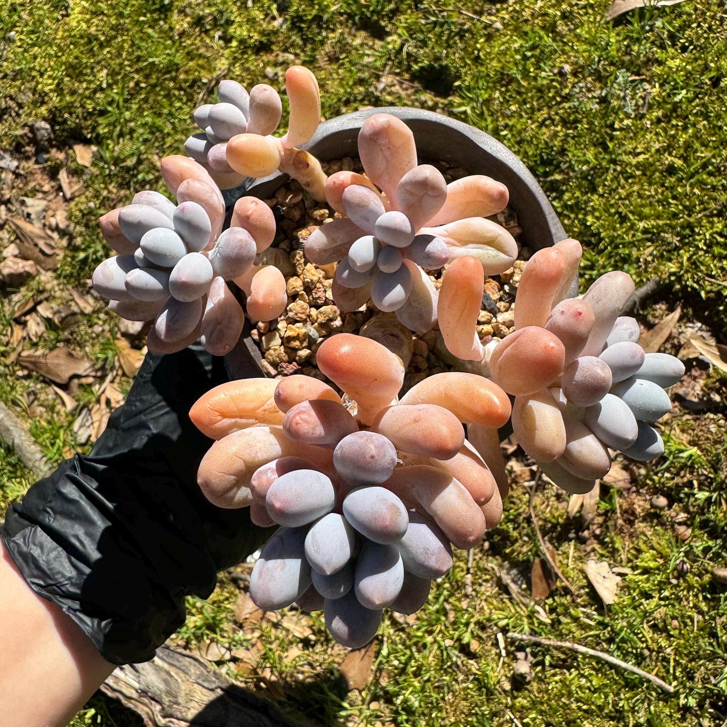 Graptopetalum Amethystinum ' Sweet Ball ’ cluster, 5heads, 3.5inches, live plant