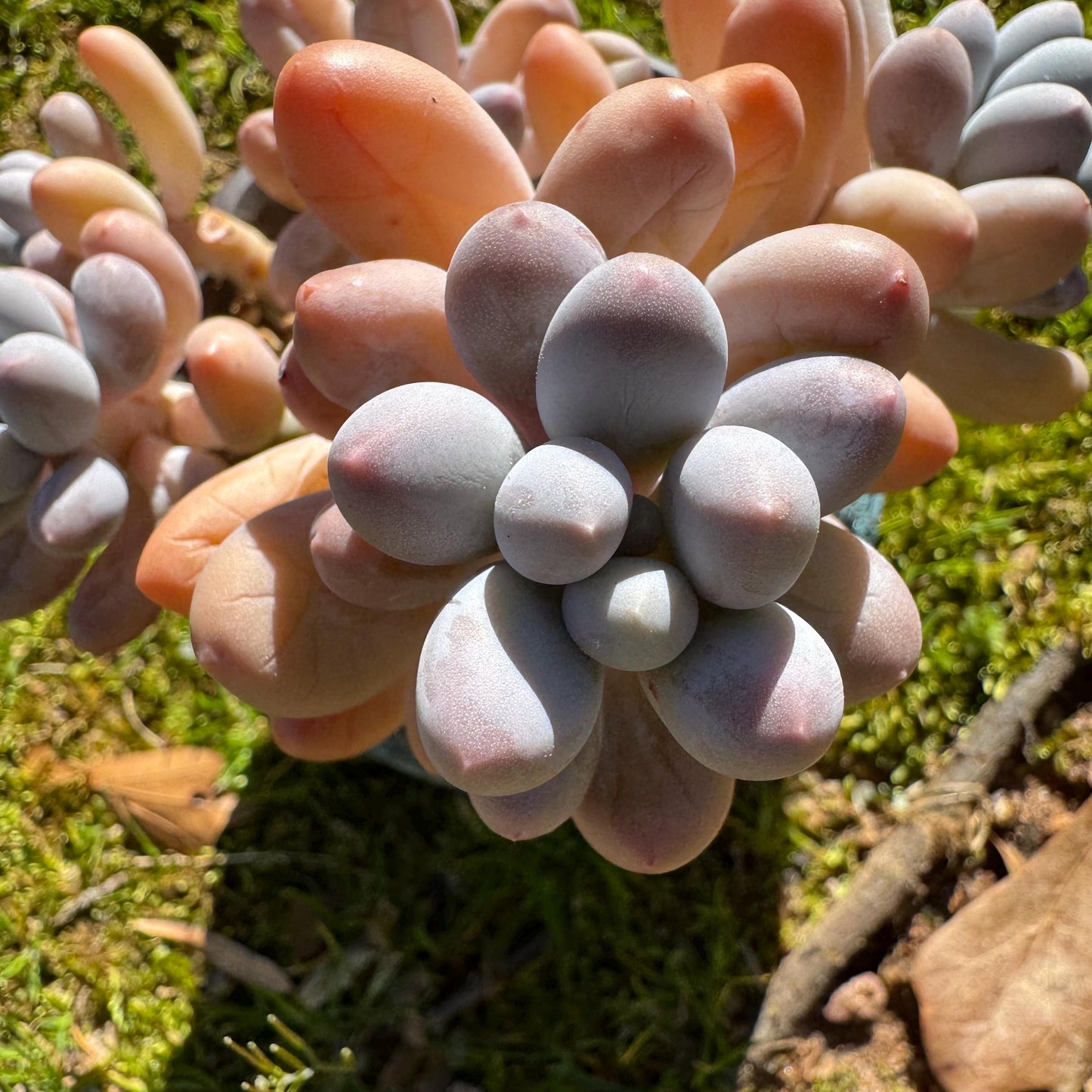 Graptopetalum Amethystinum ' Sweet Ball ’ cluster, 5heads, 3.5inches, live plant