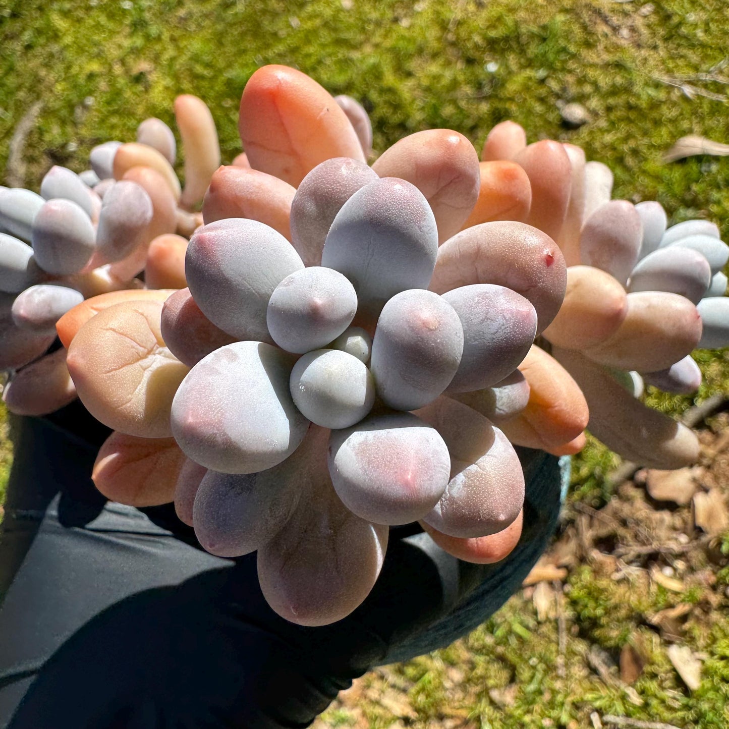 Graptopetalum Amethystinum ' Sweet Ball ’ cluster, 5heads, 3.5inches, live plant