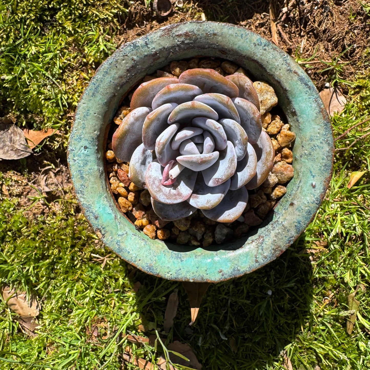 Echeveria 'Laui', leaves with powder , single head, 2.2inches, Bare Root, Imported Rare Succulent, live plant, gift