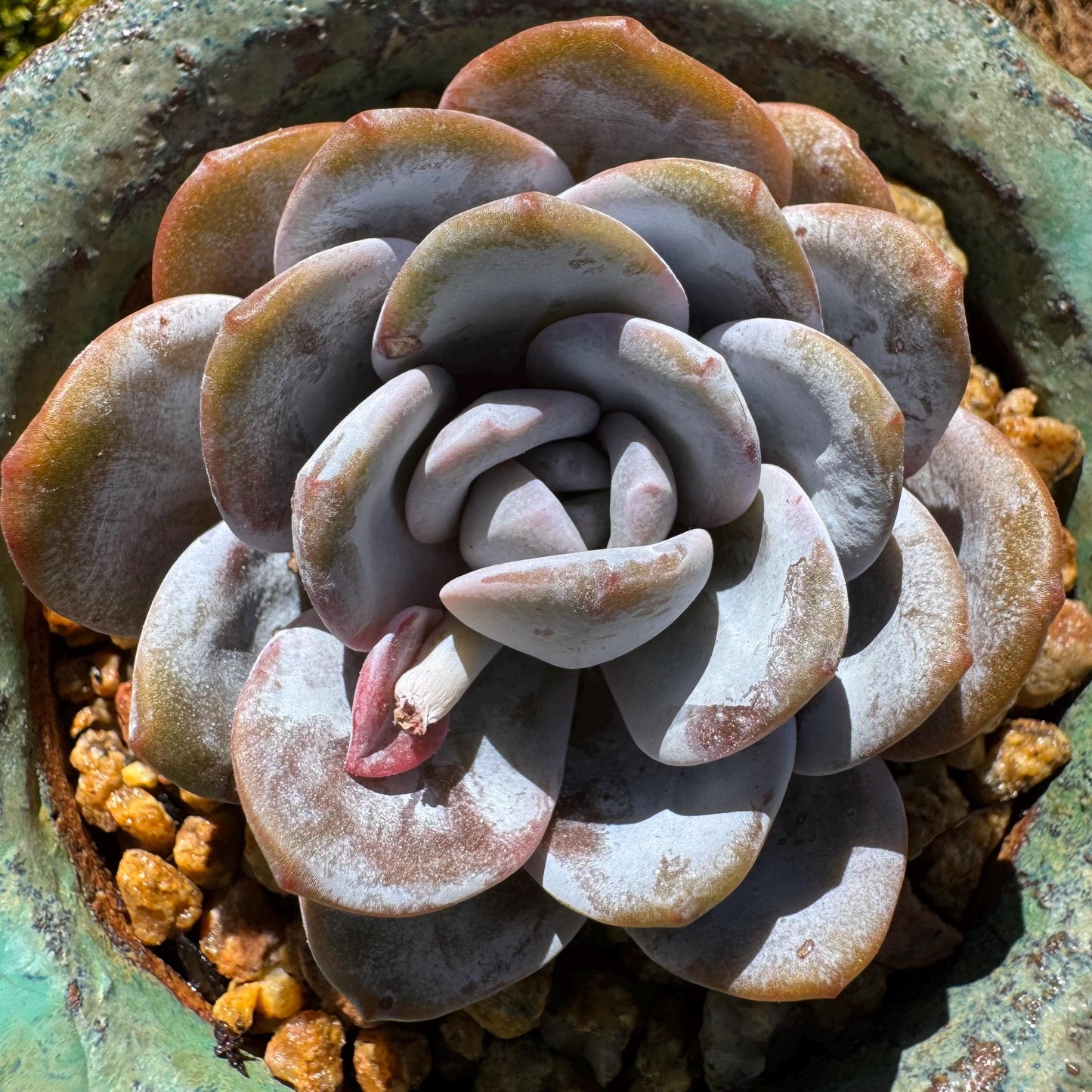 Echeveria 'Laui', leaves with powder , single head, 2.2inches, Bare Root, Imported Rare Succulent, live plant, gift