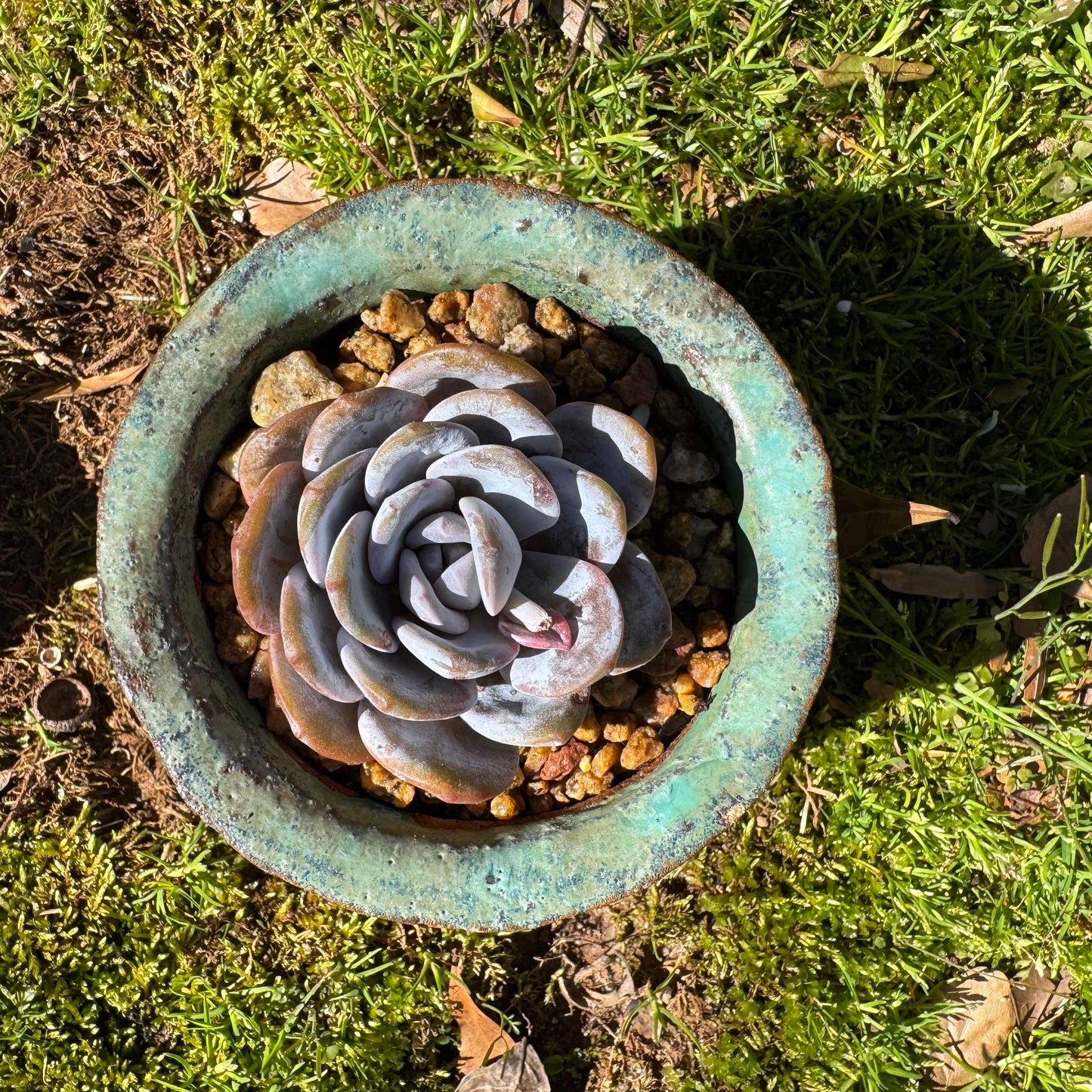Echeveria 'Laui', leaves with powder , single head, 2.2inches, Bare Root, Imported Rare Succulent, live plant, gift