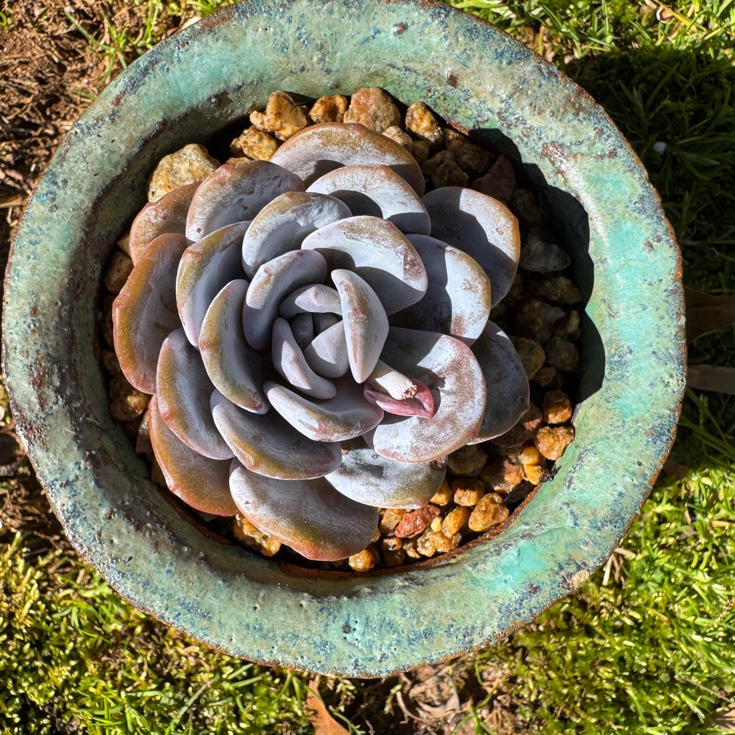 Echeveria 'Laui', leaves with powder , single head, 2.2inches, Bare Root, Imported Rare Succulent, live plant, gift