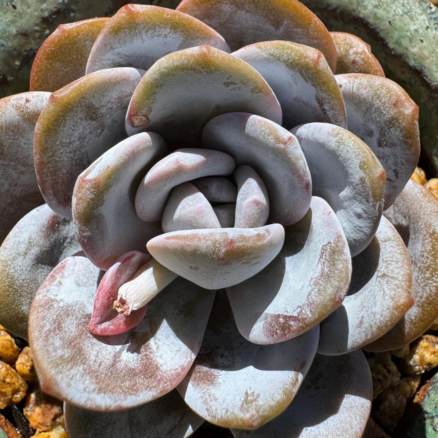 Echeveria 'Laui', leaves with powder , single head, 2.2inches, Bare Root, Imported Rare Succulent, live plant, gift