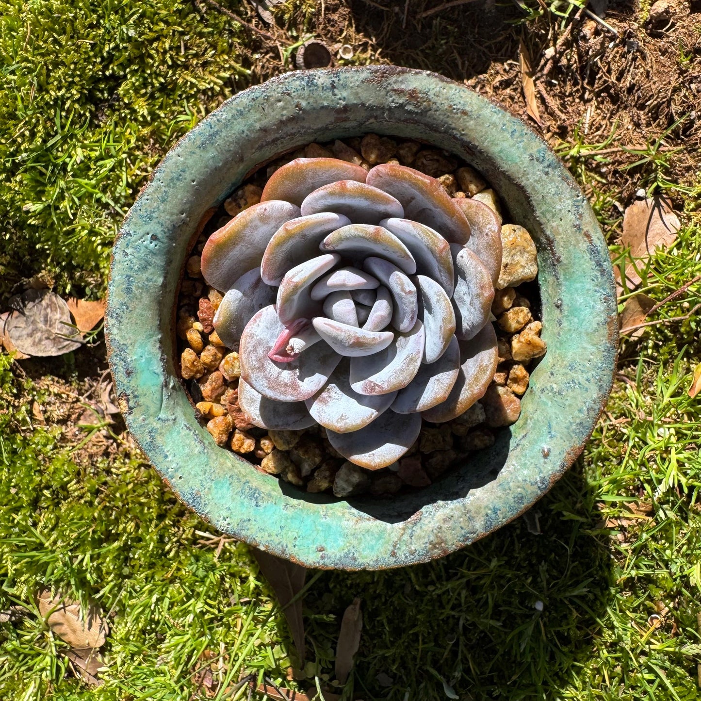 Echeveria 'Laui', leaves with powder , single head, 2.2inches, Bare Root, Imported Rare Succulent, live plant, gift