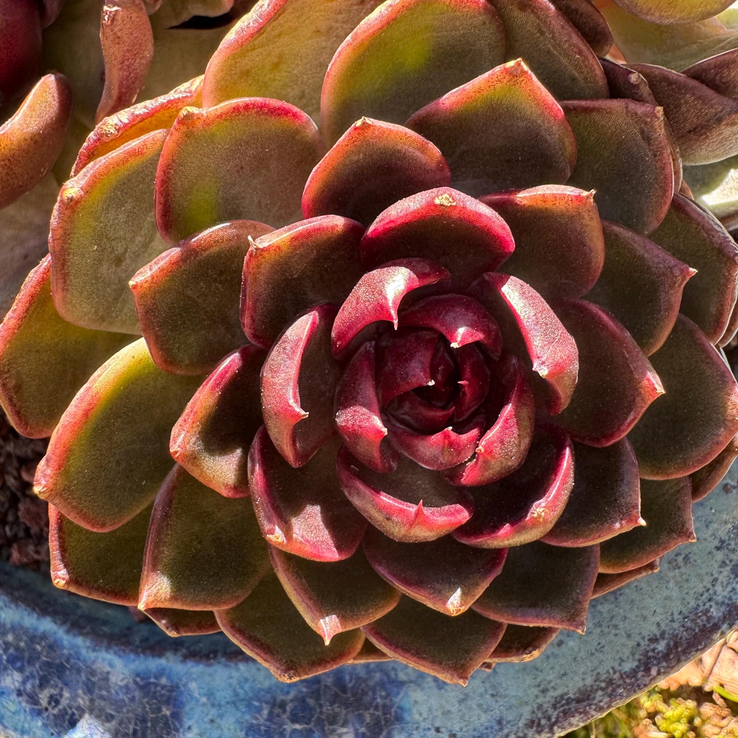 Echeveria 'blueberry ' big cluster, 5.7inches, 4heads, Bare Root, Imported Rare Succulent, live plant, gift